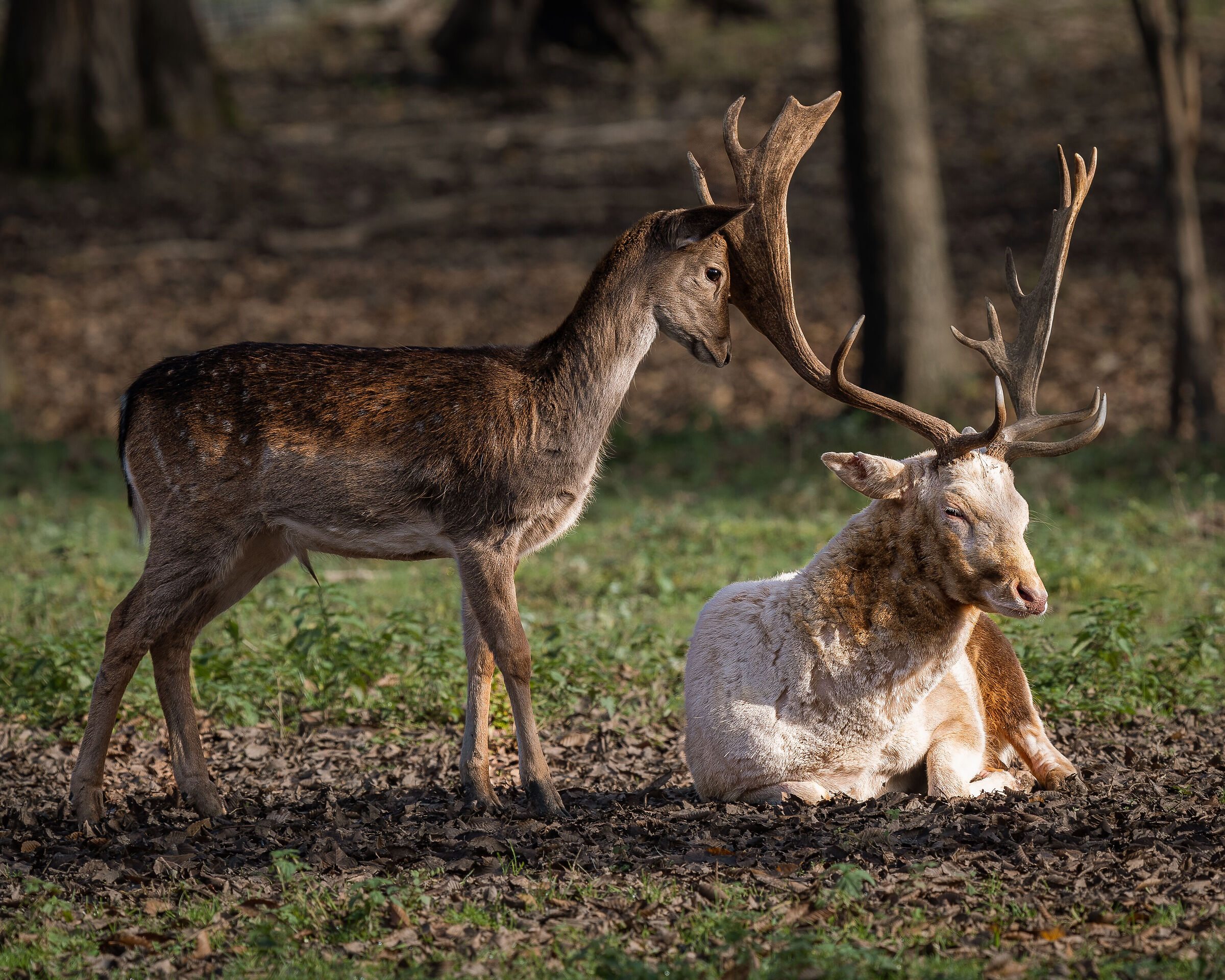 Fallow deer with its little one...
