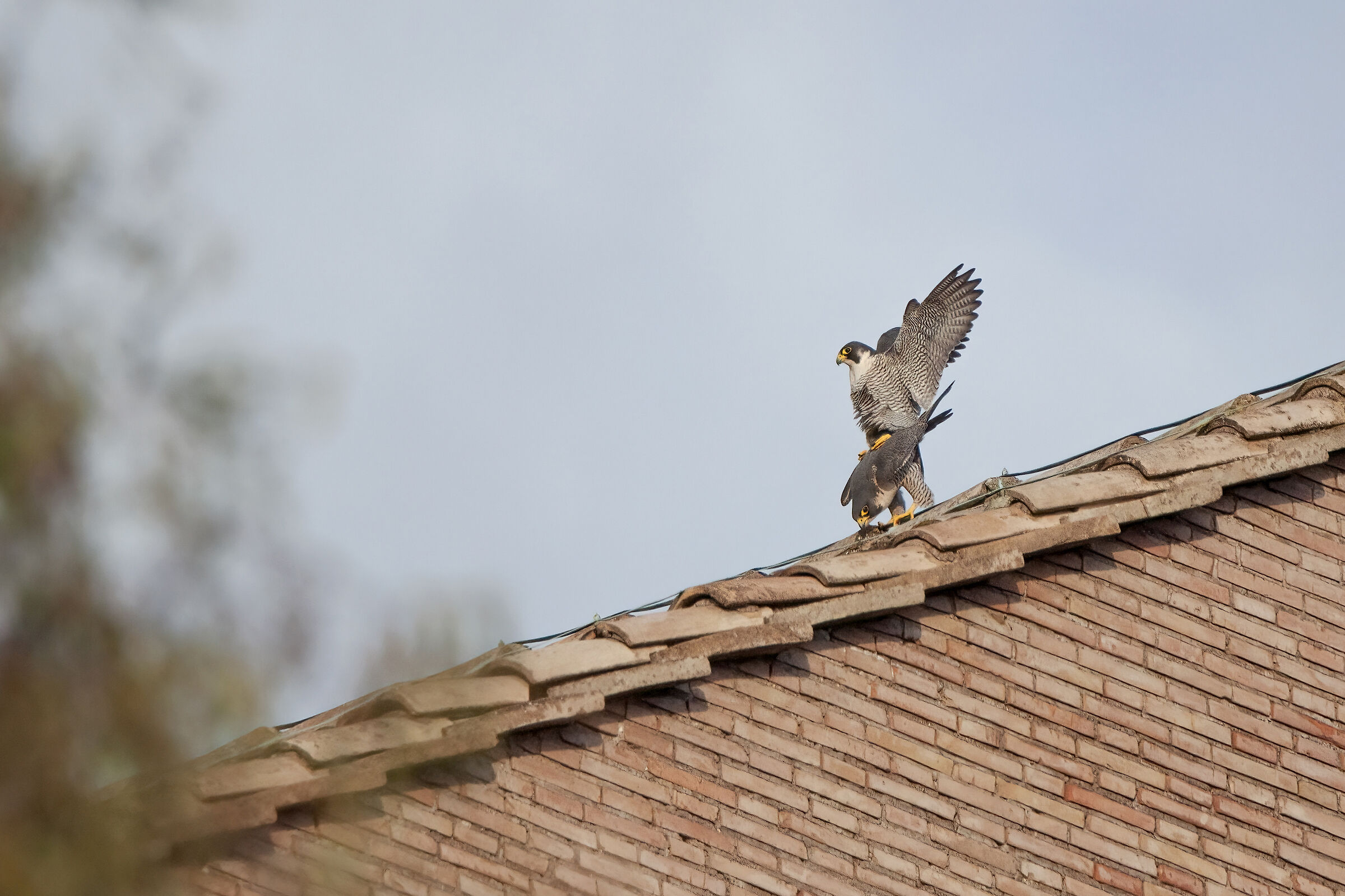 Mating peregrine falcons in Rome...