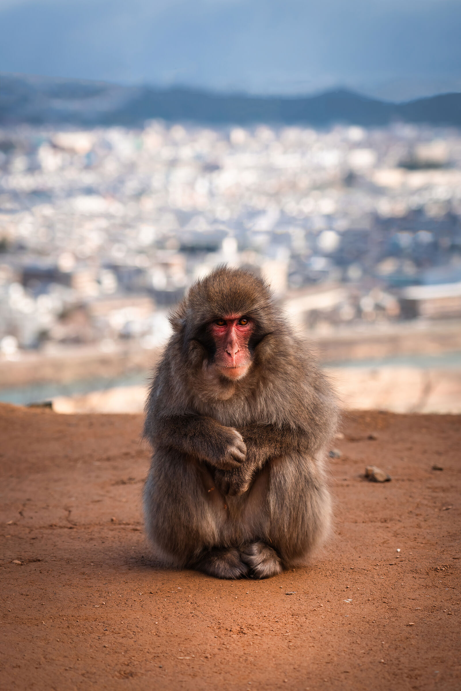 Ritratto di Macaco Giapponese...