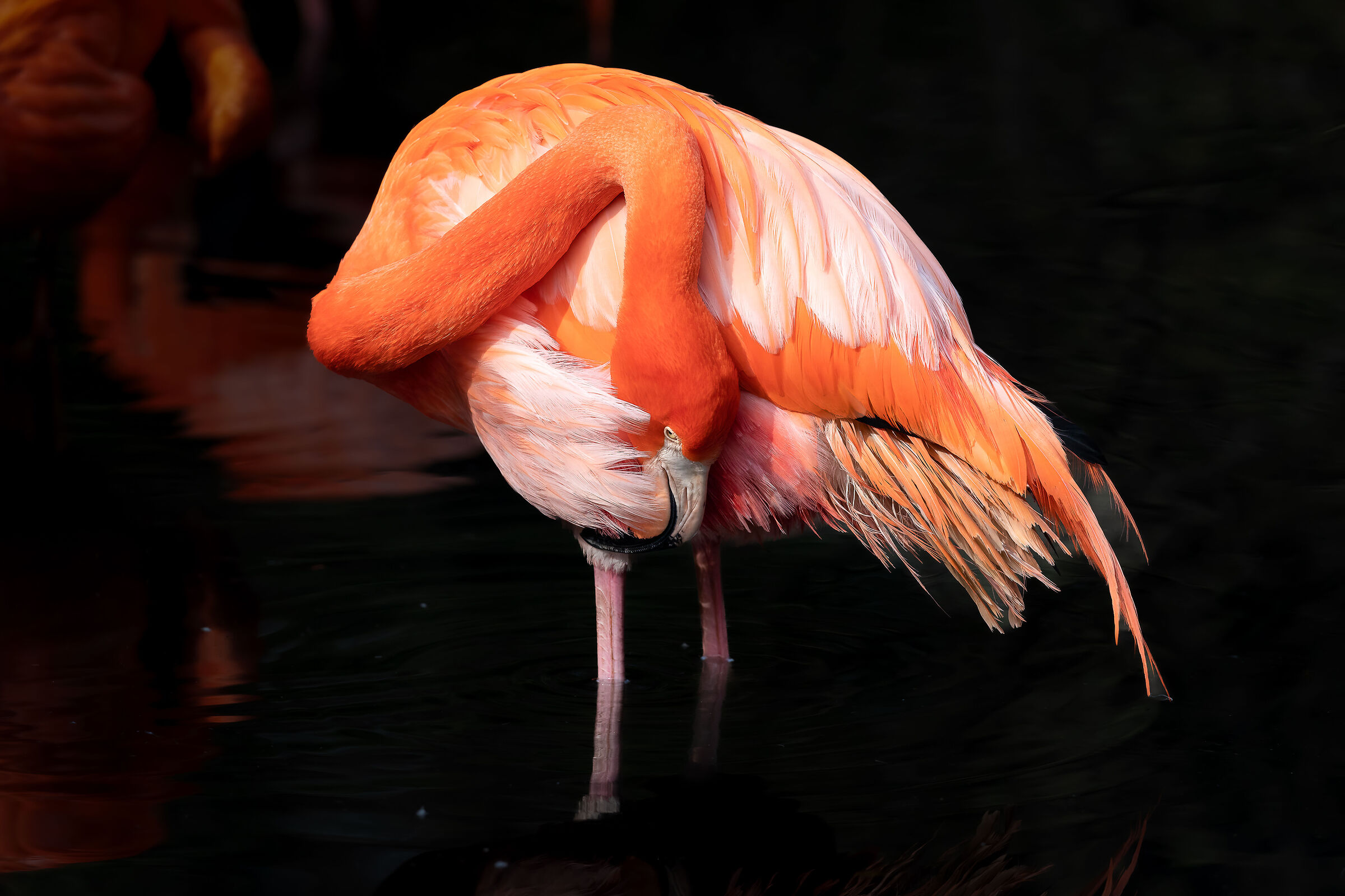 Flamingo - Oasis of Sant'Alessio...