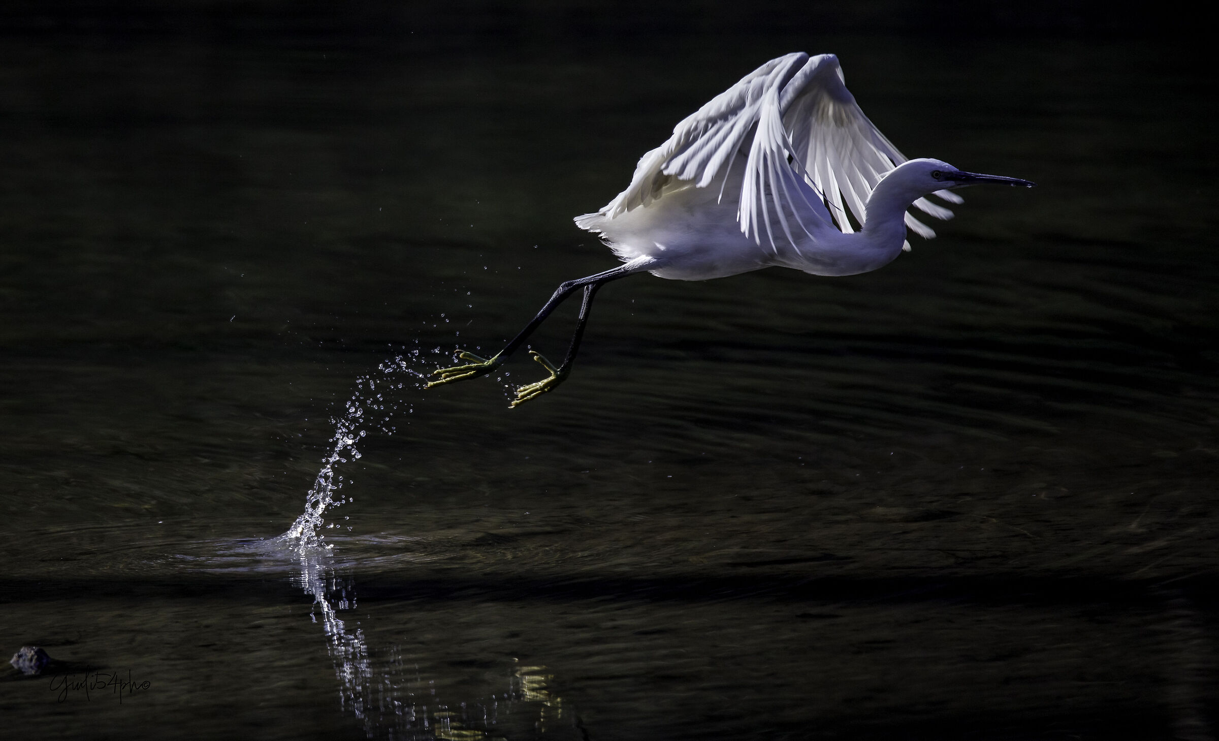 The take-off of the egret2...