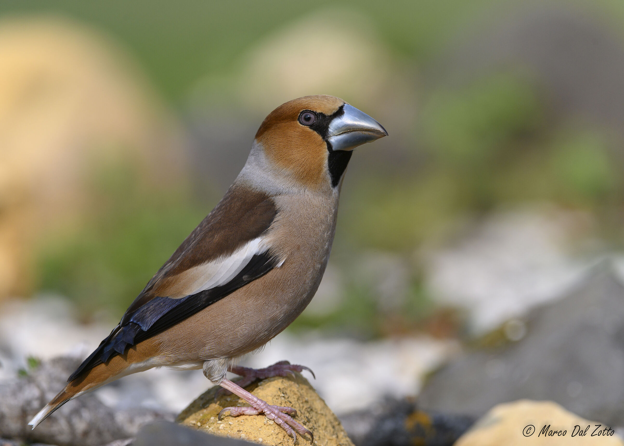 The Hawfinch in love...