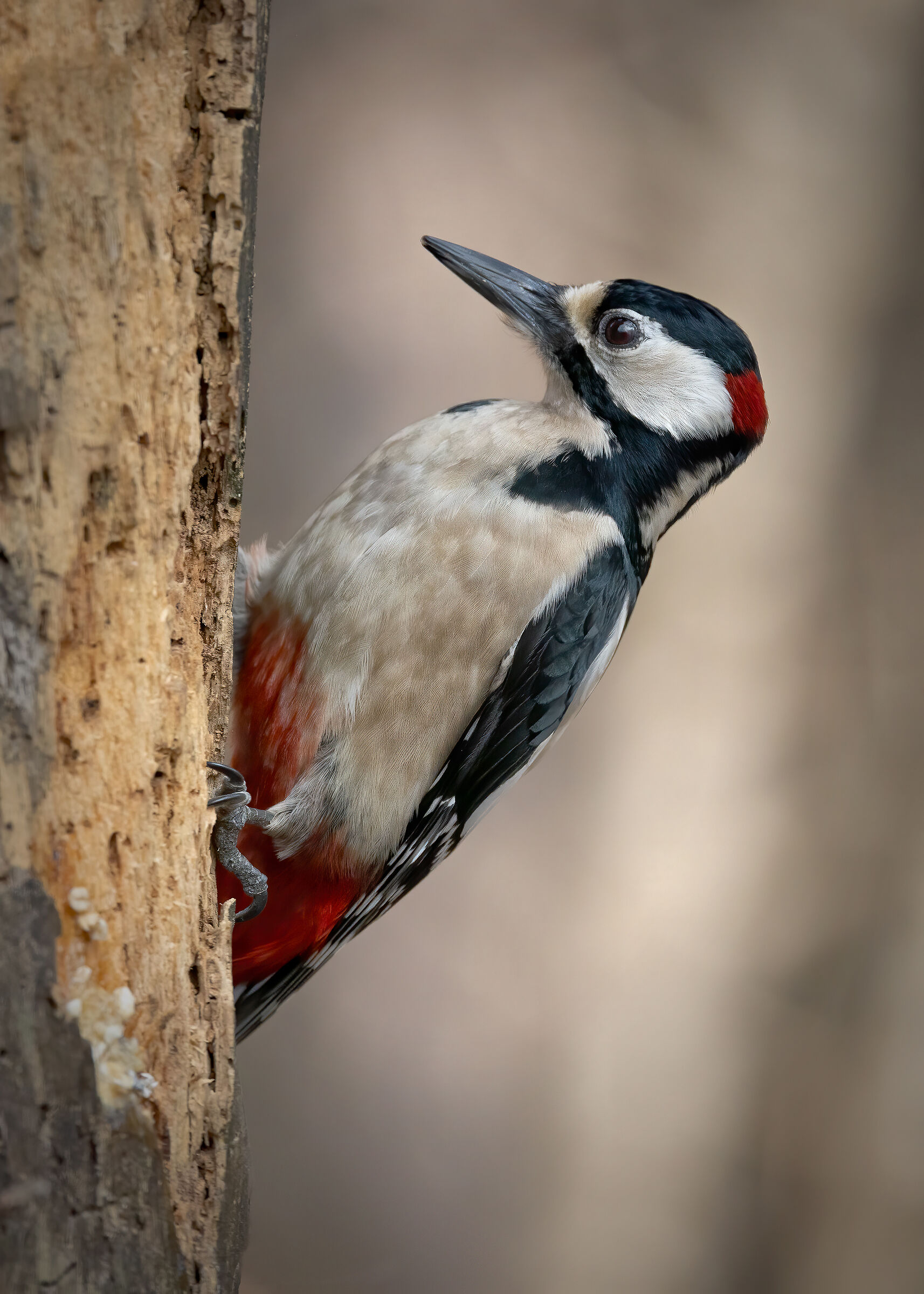 Greater spotted woodpecker & male;...