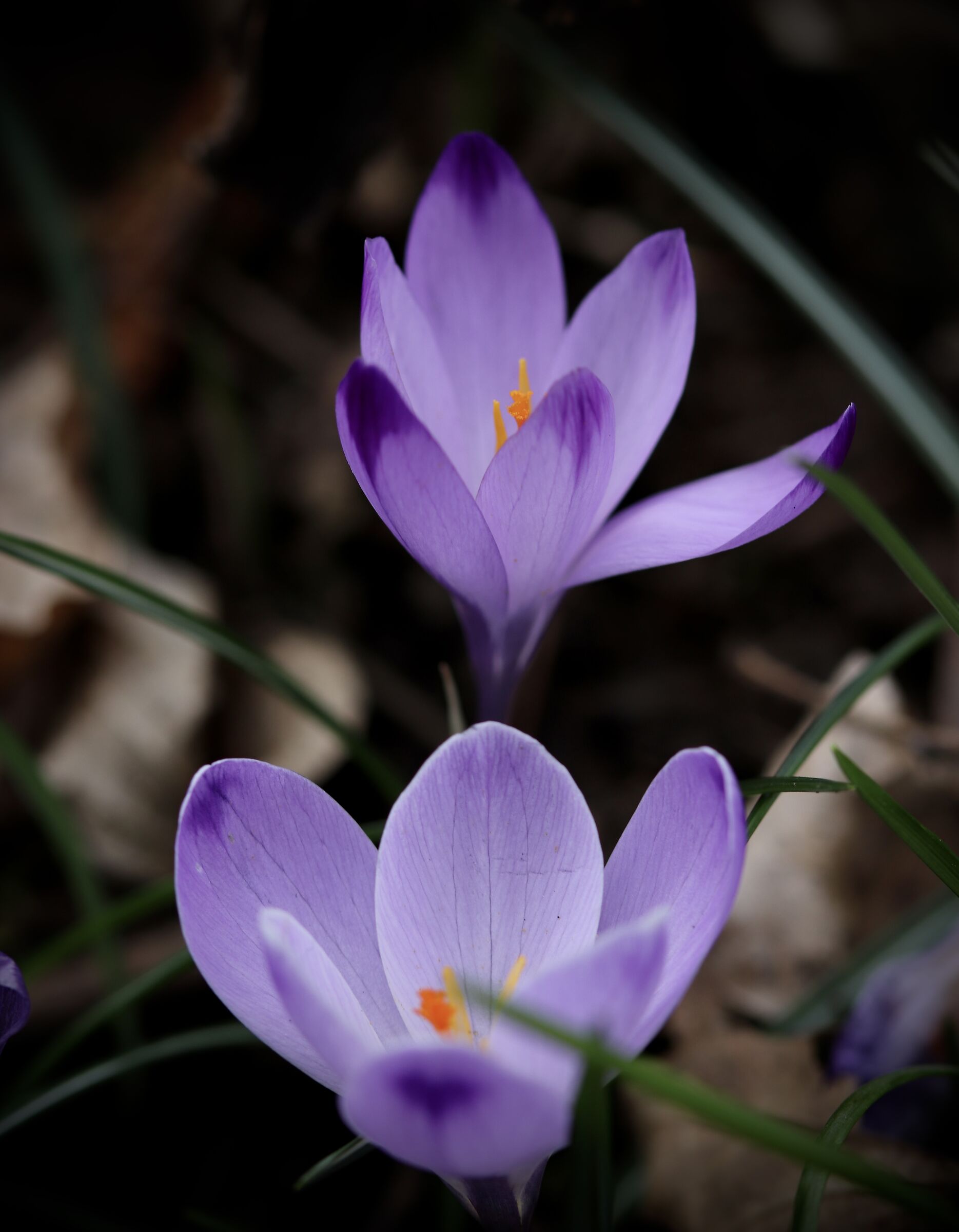 CROCUSES AT THE FOOT OF THE KARST...
