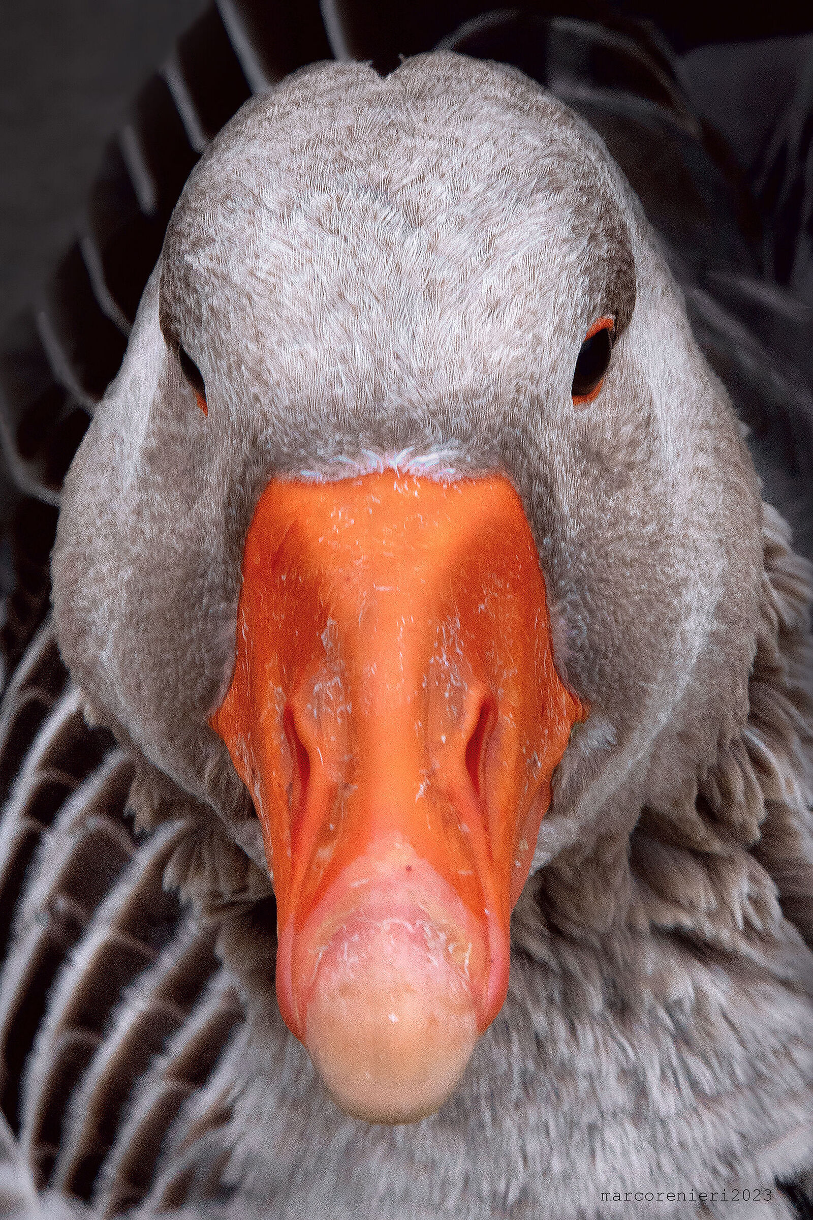Grey goose (Anser anser)...