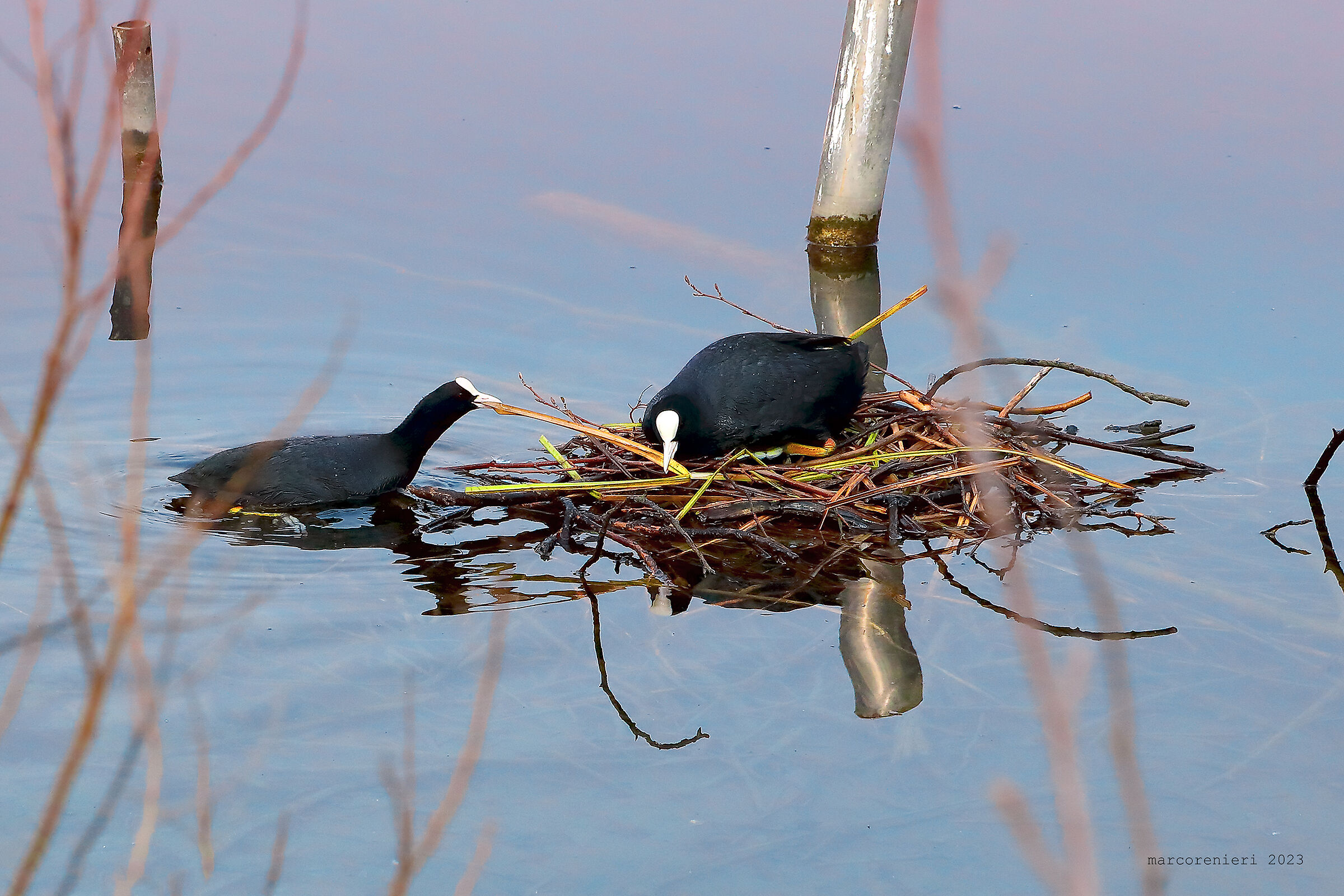 Busy coots......