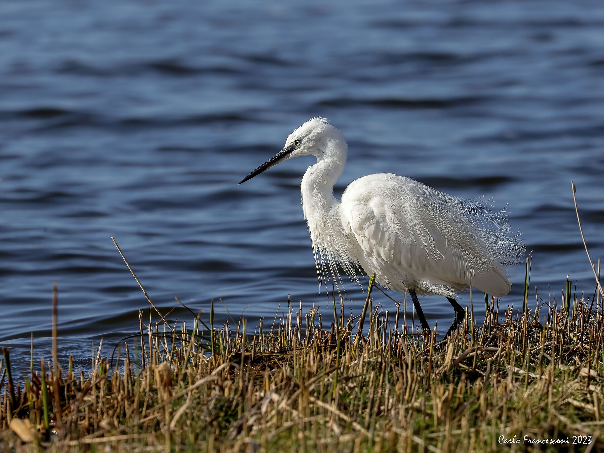 Busy egret...