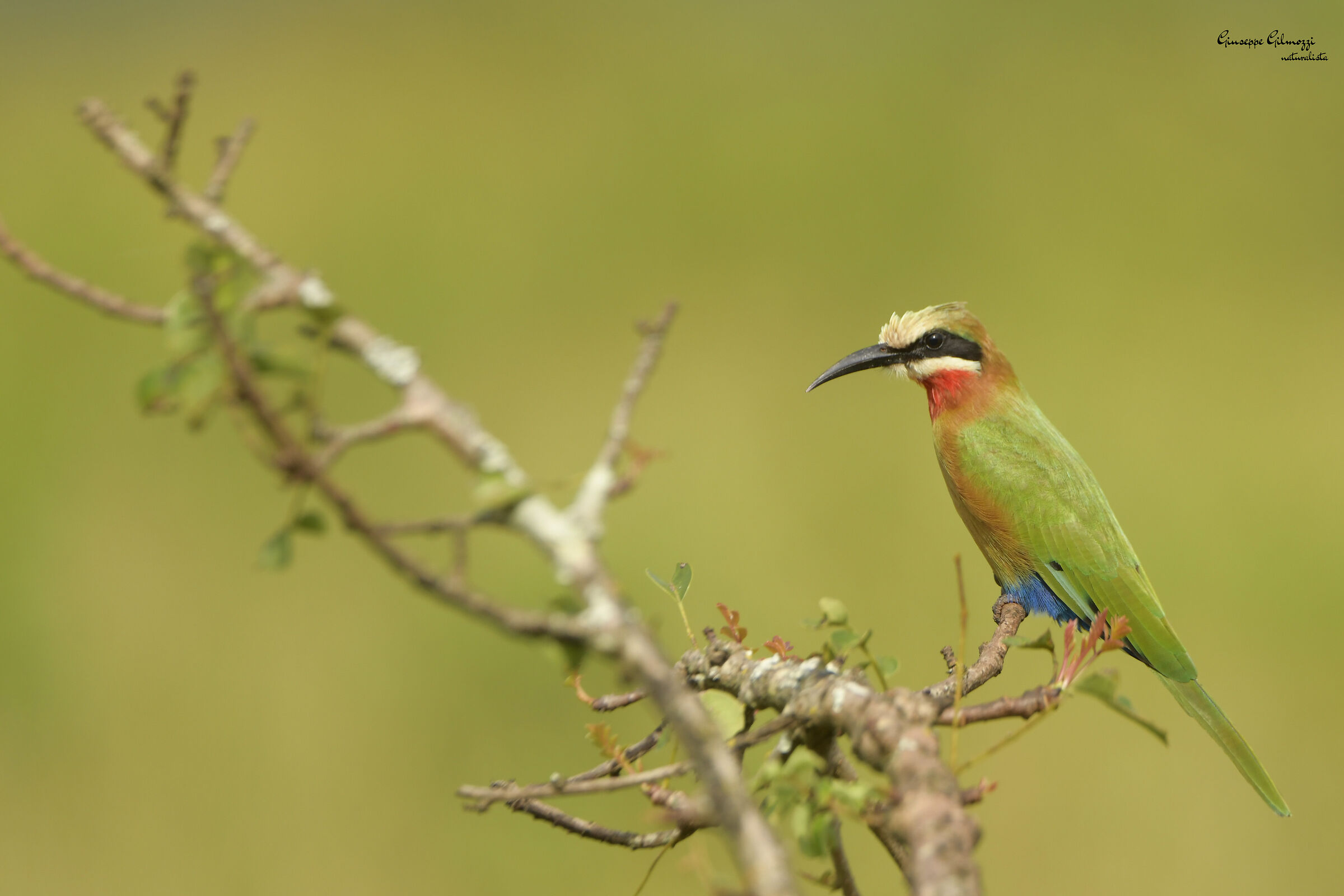 White-fronted bee-eater (Merops bullockoides)...