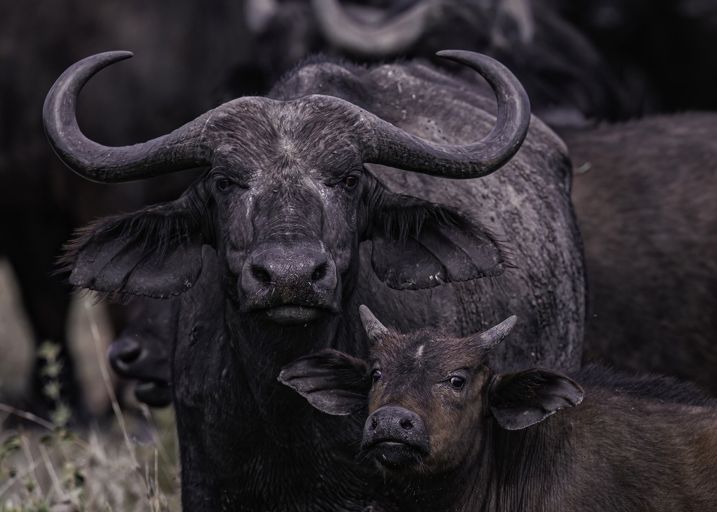Black buffalo (Syncerus caffer)...