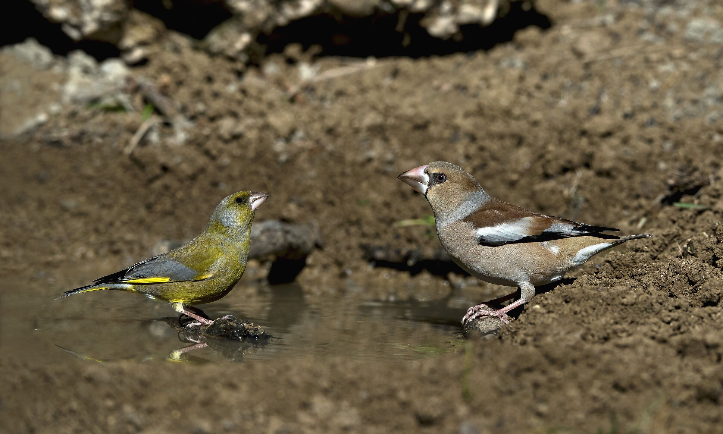 Male greenfinch (winter) Female hawfinch (winter)...