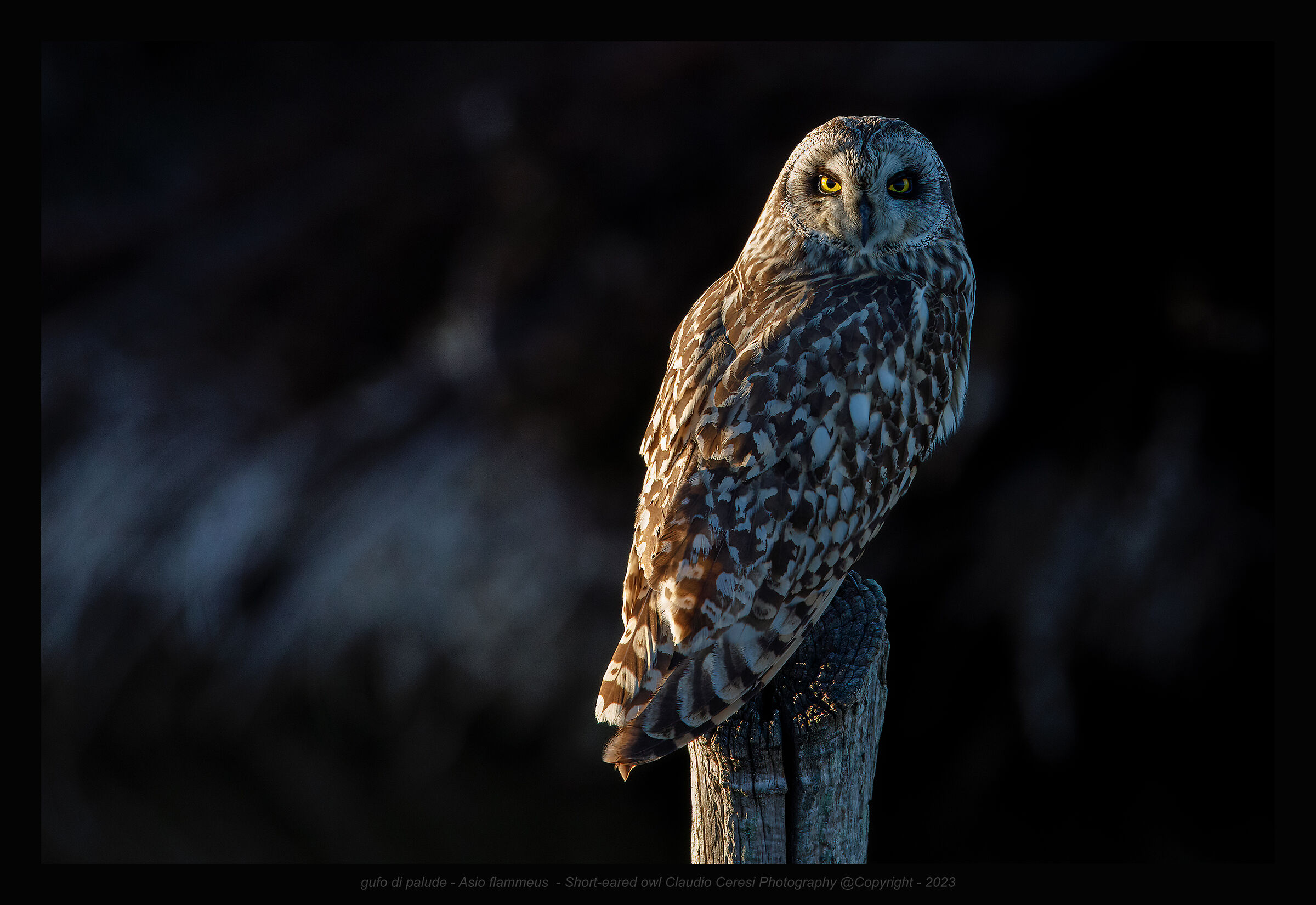 Marsh owl at sunset ...