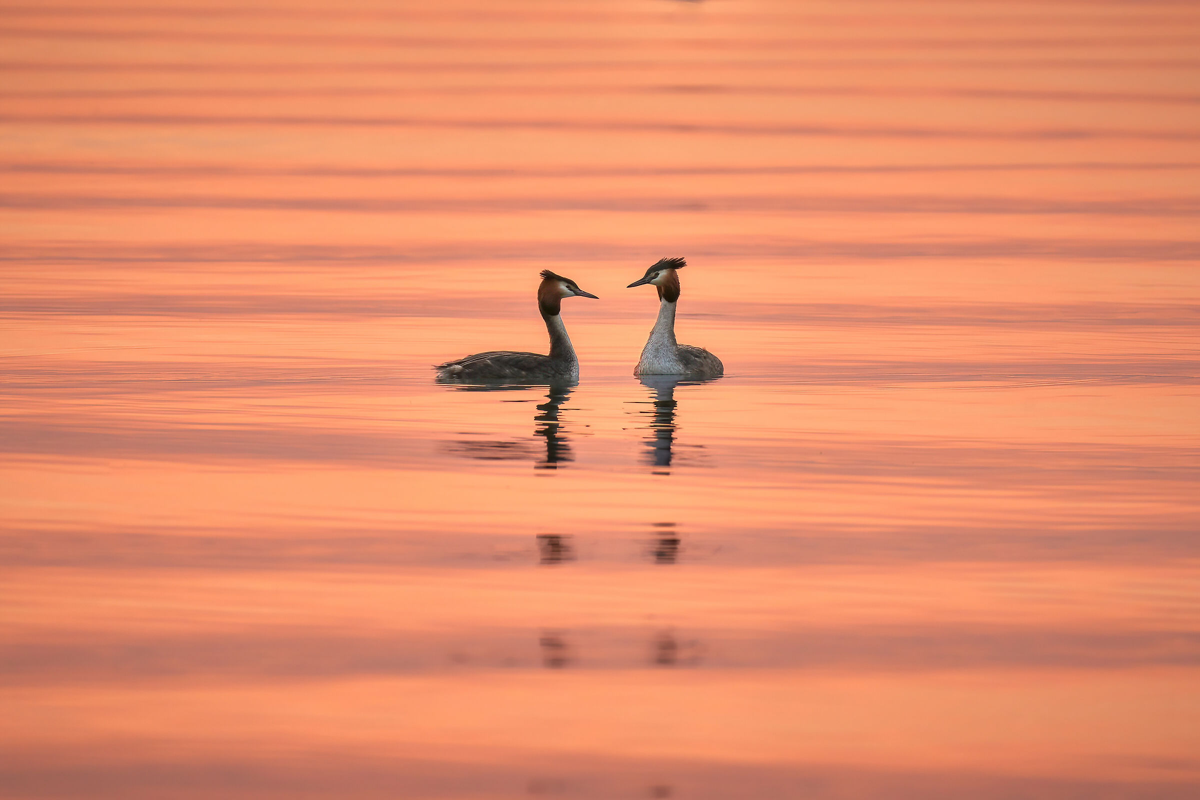 Grebes and sunset stripes...