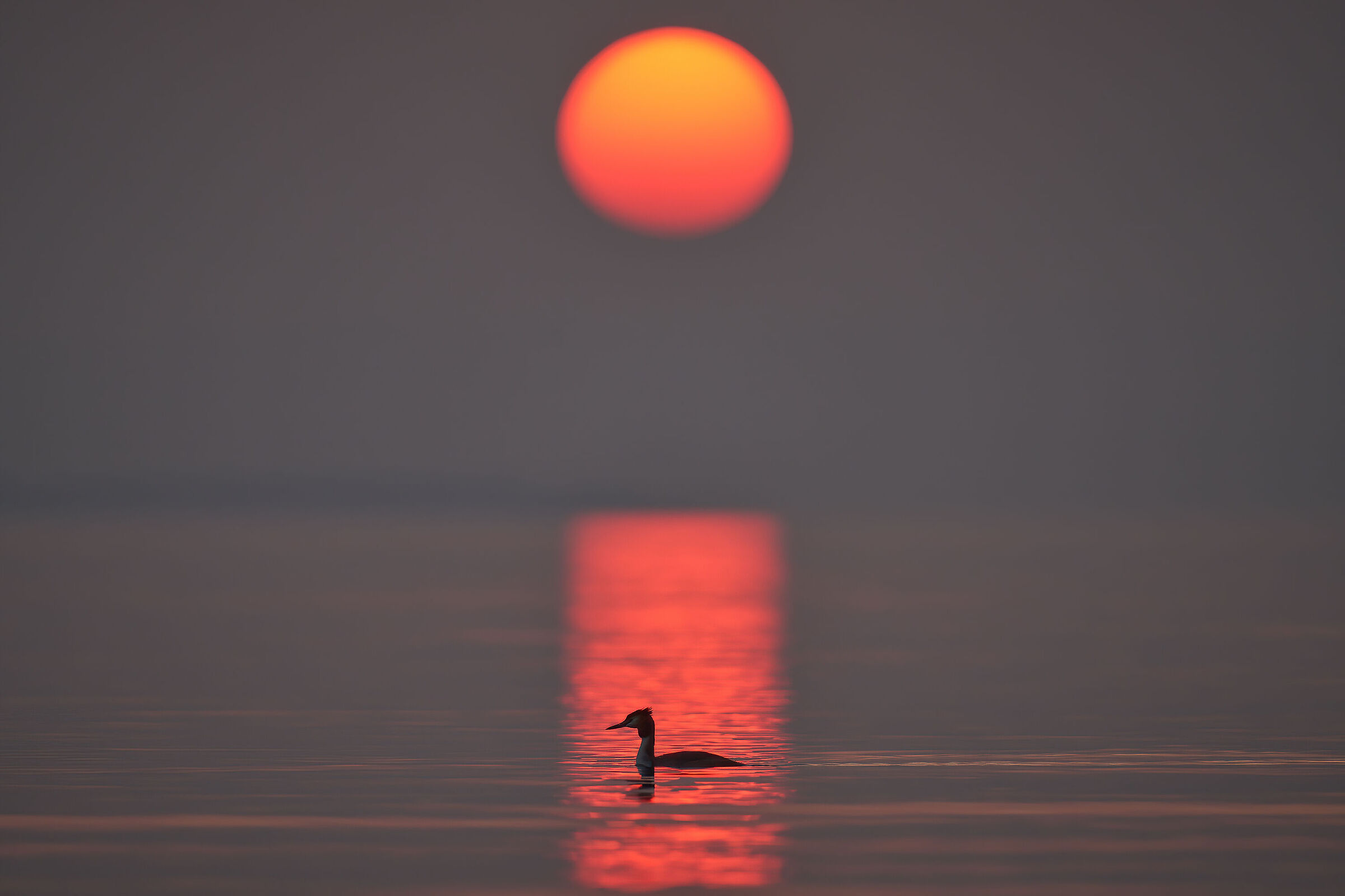 Grebes in the sunset...