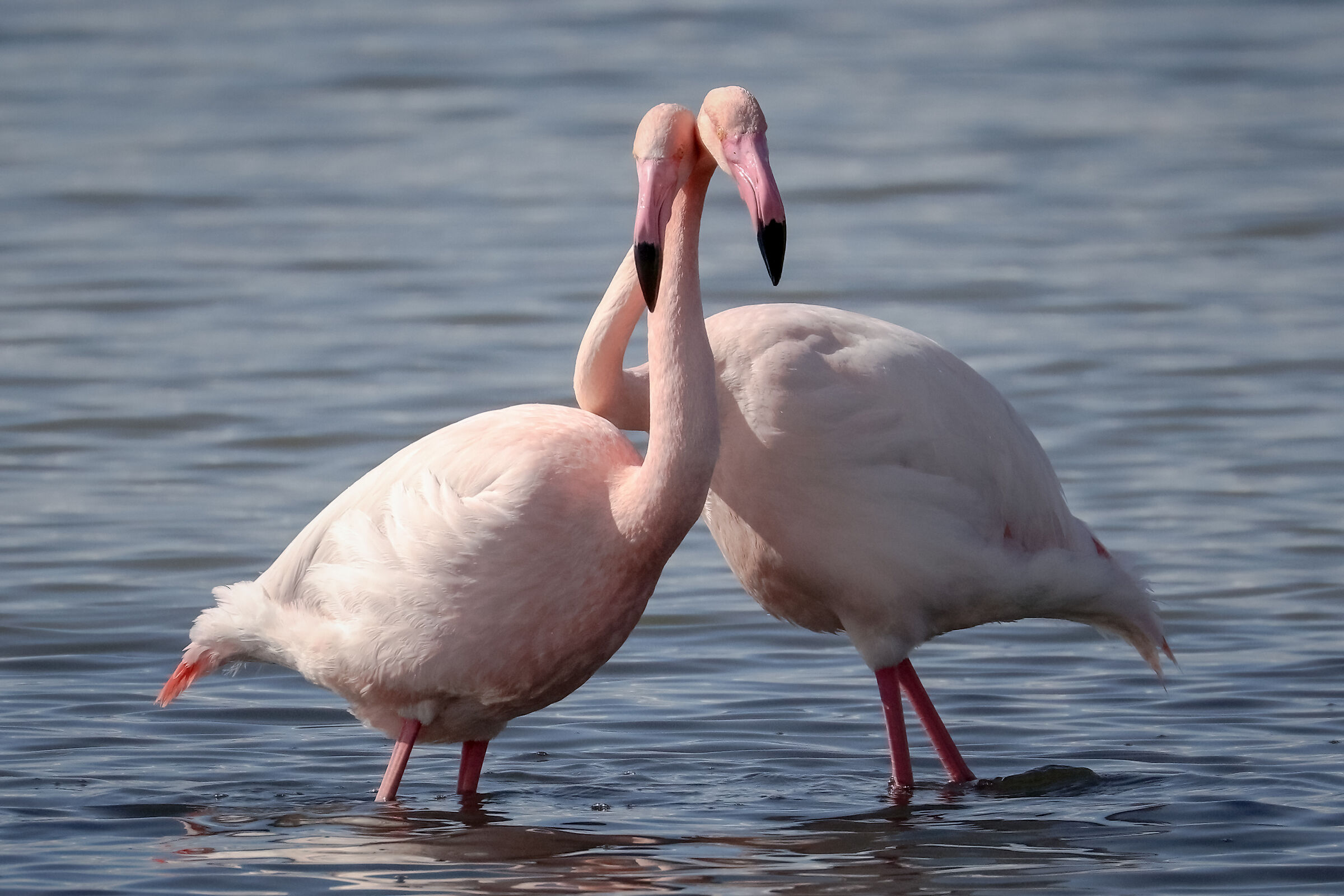 Nearby neighbors ... Pink flamingos ...