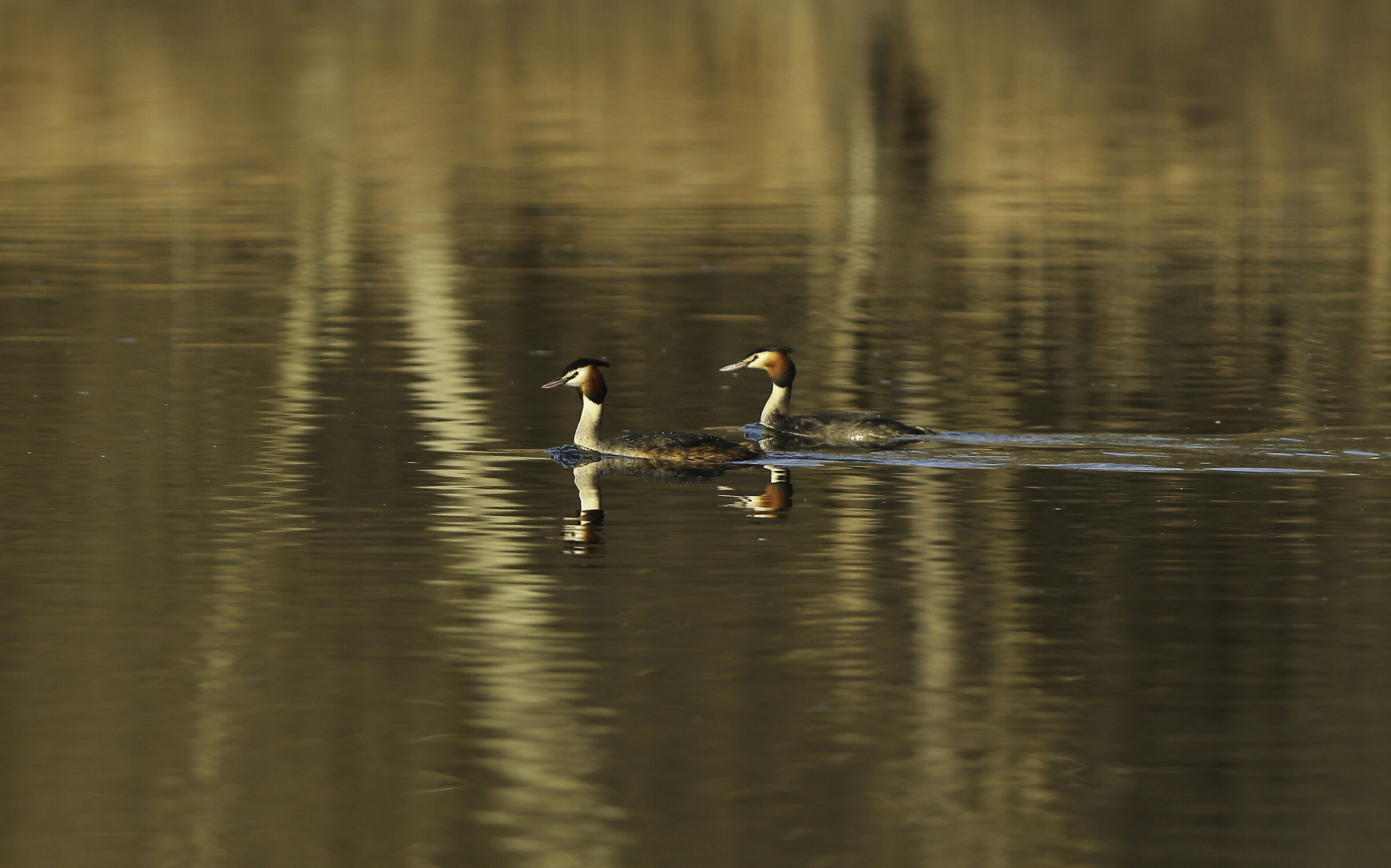 2 Grebes in company...