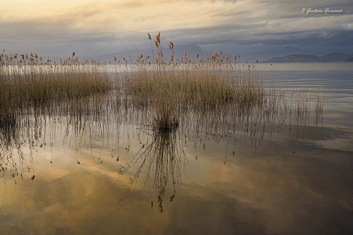 The reeds at the lake...