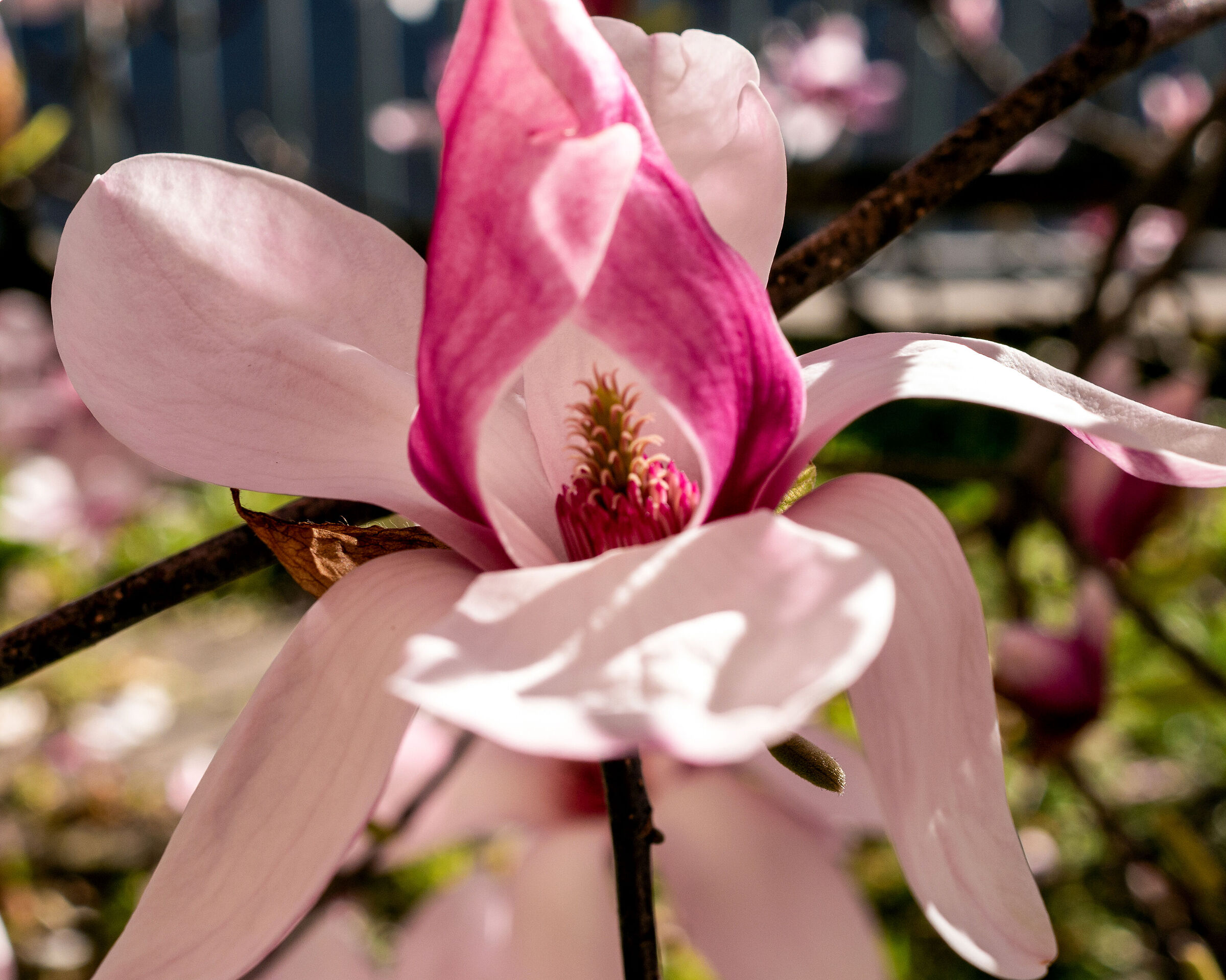 Magnolia or orchid ?...