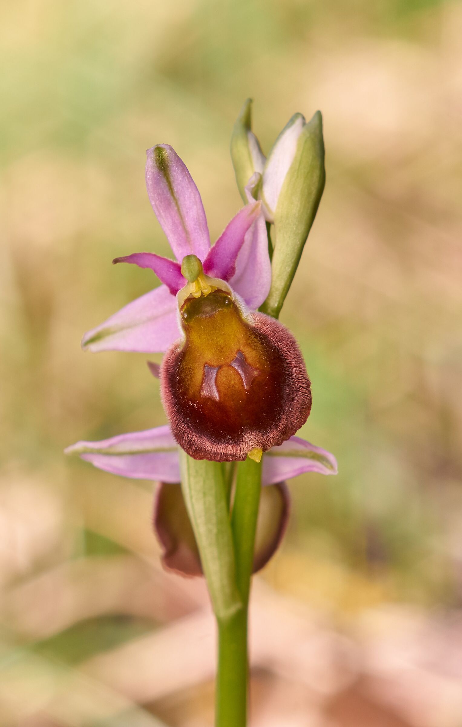 Ophrys crabronifera...