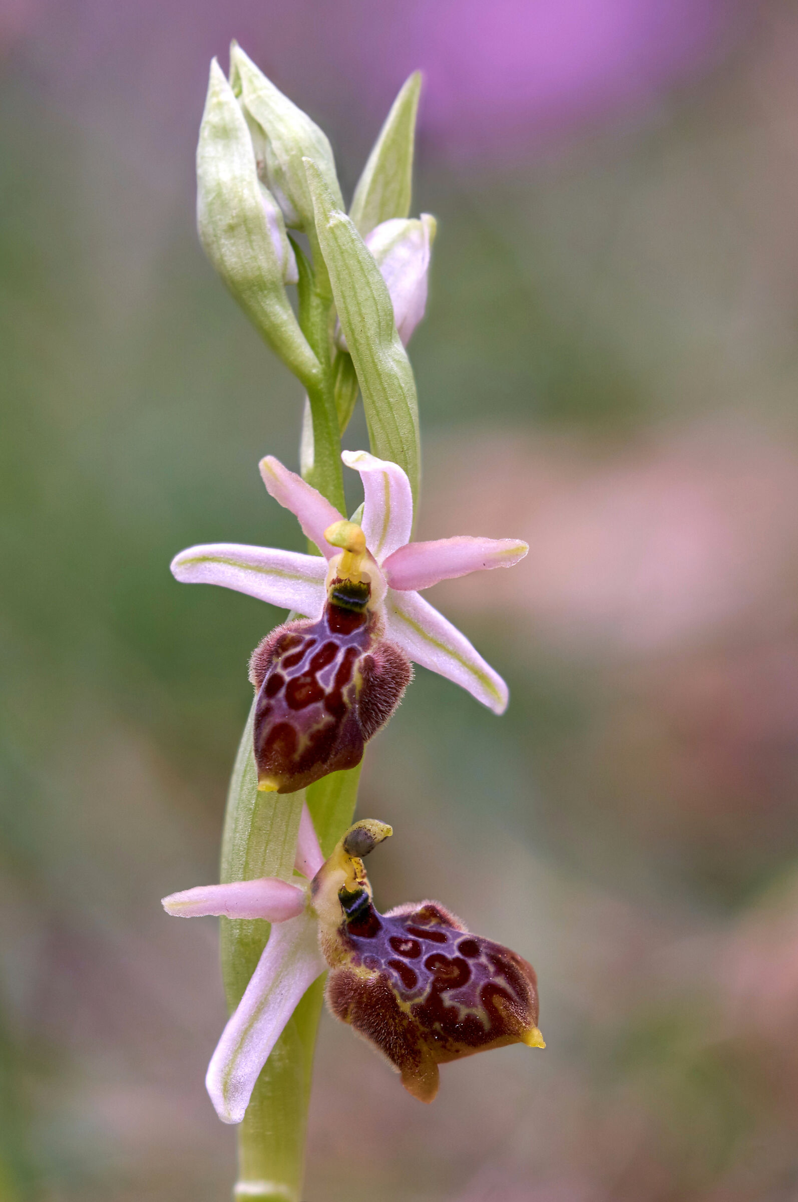 Ophrys exaltata subsp. montis-leonis...