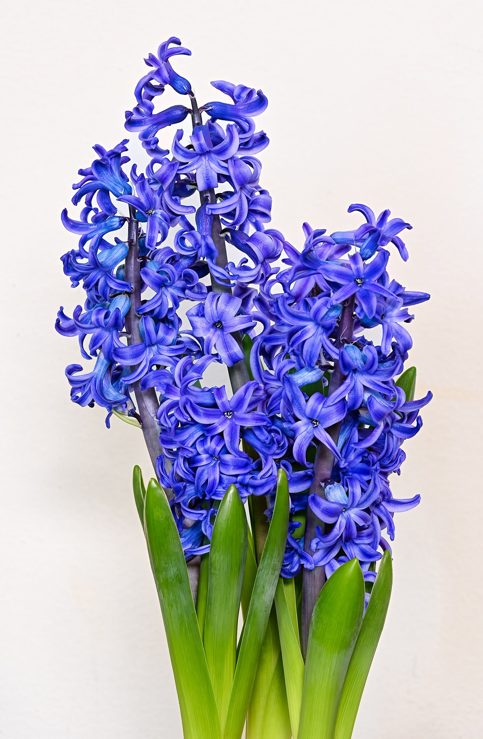 Blue Hyacinthus...