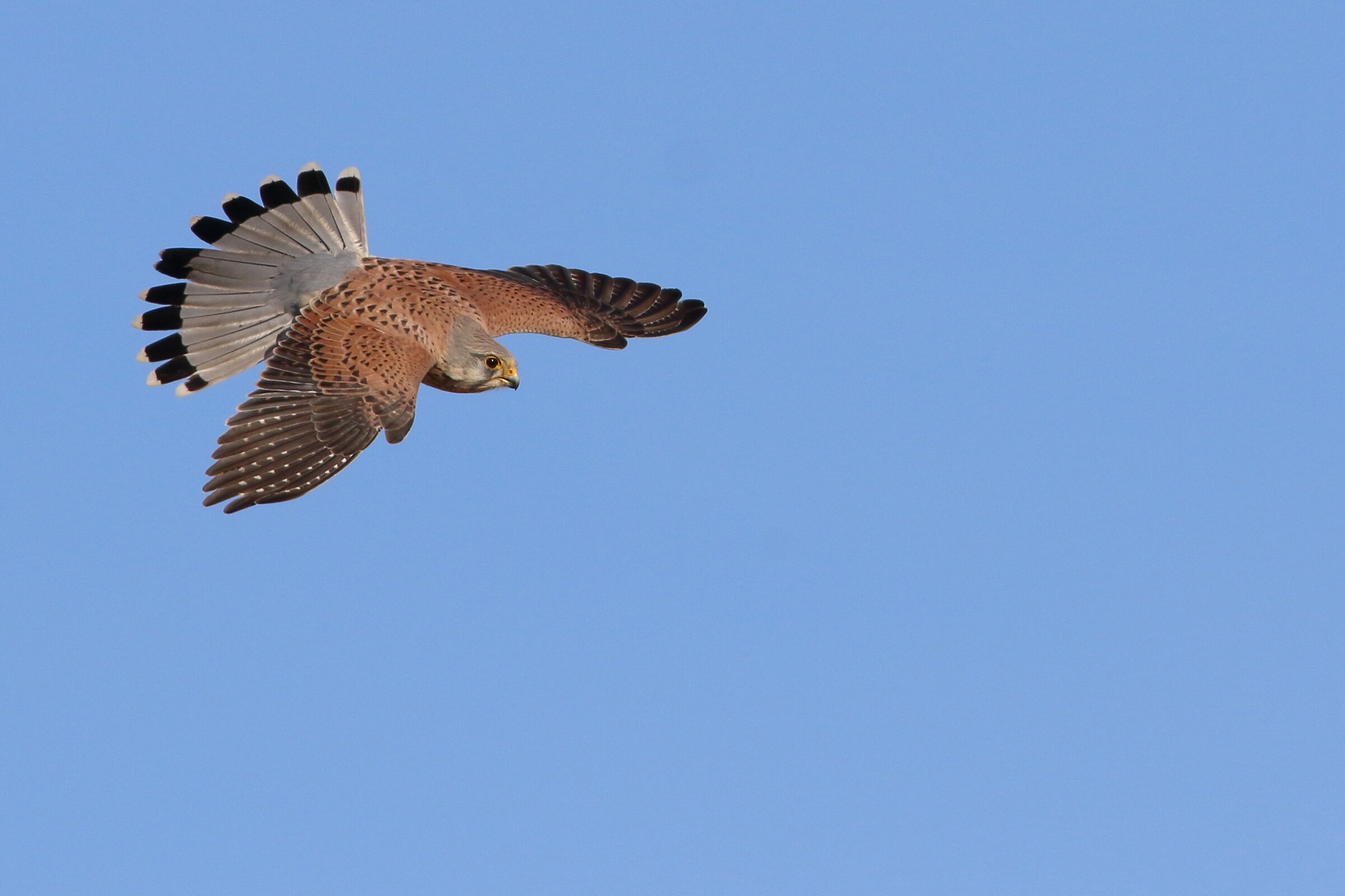 Falco tinnunculus (Gheppio)...