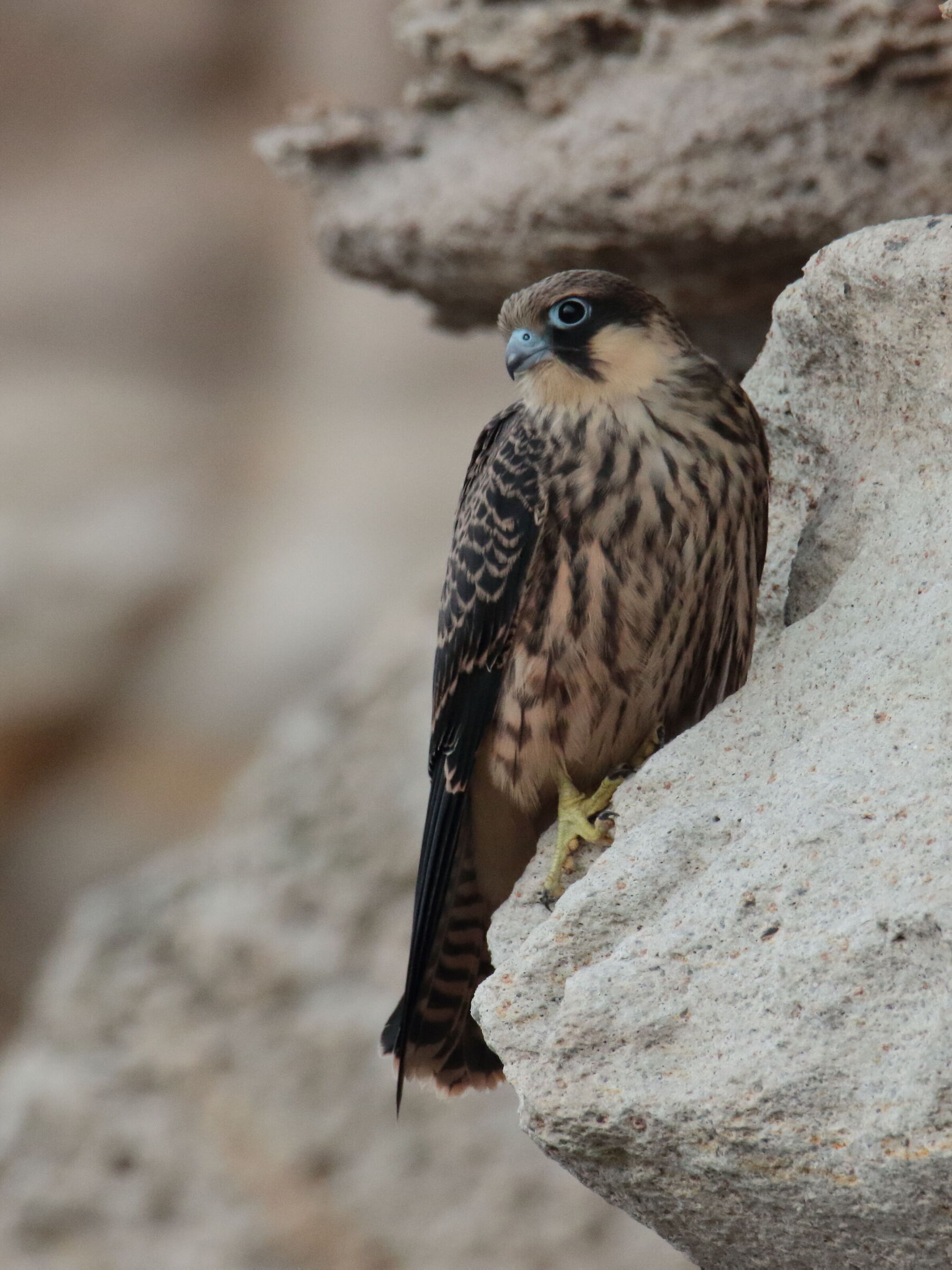 Falco eleonorae (Falco della regina)...
