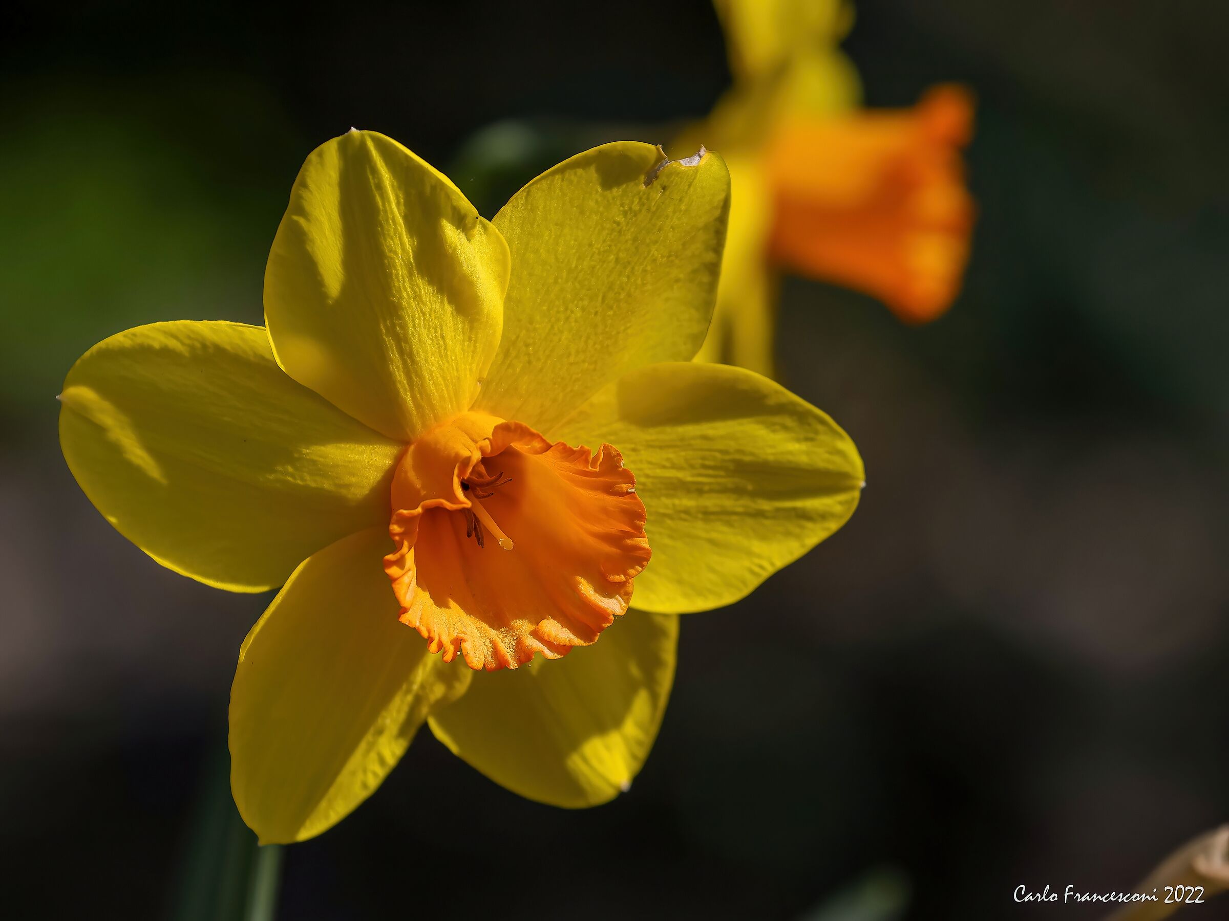 A Narcissus Trombone...