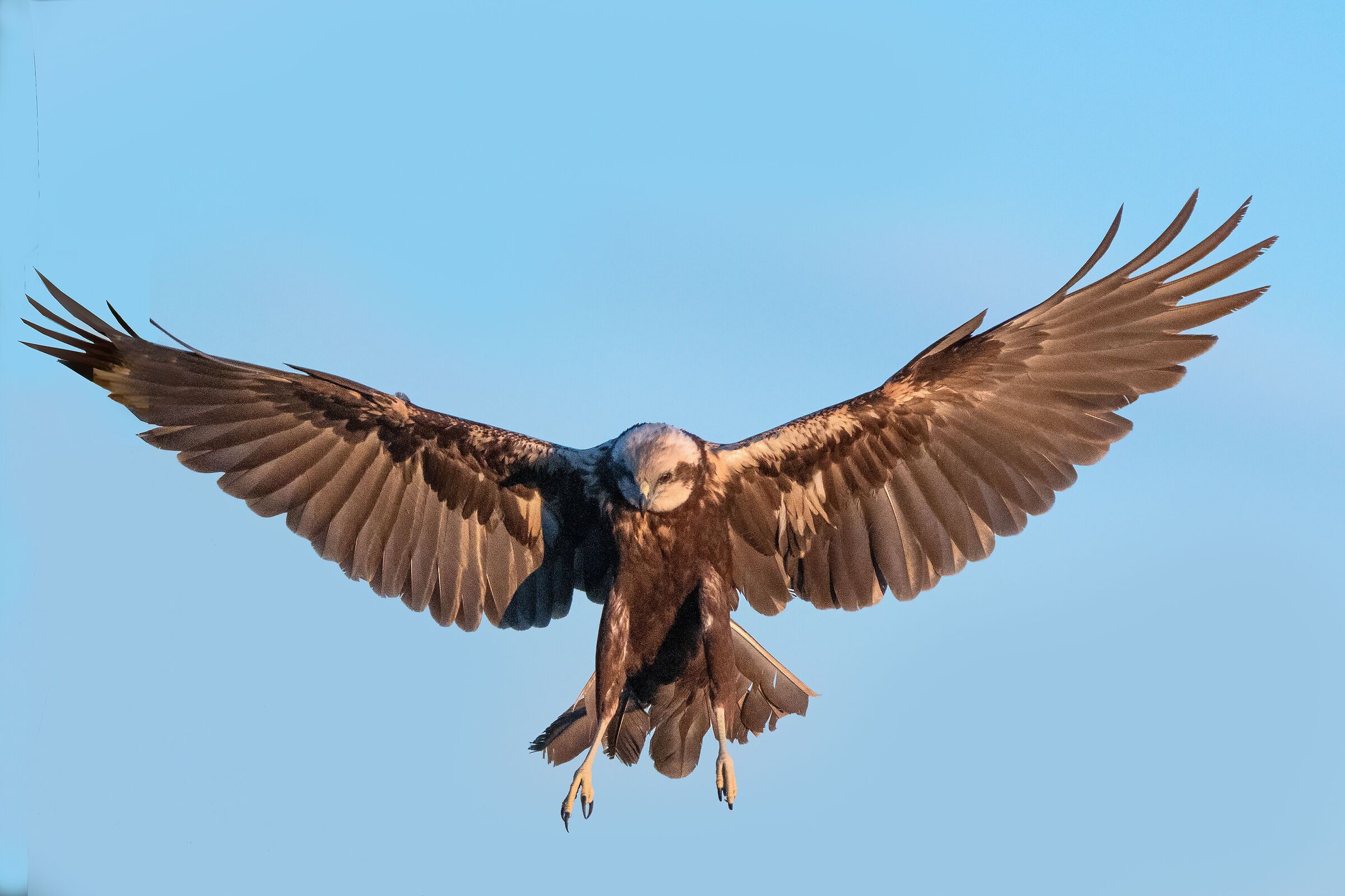 Falco di palude femmina in atterraggio....