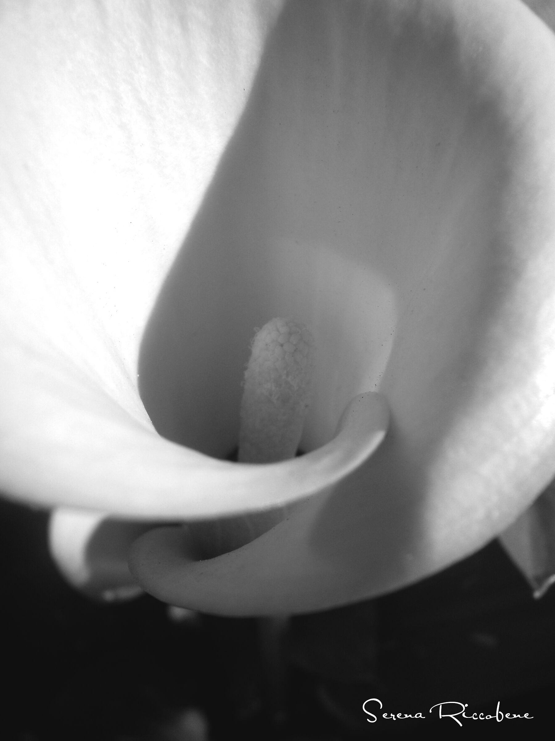Tulip black and white...