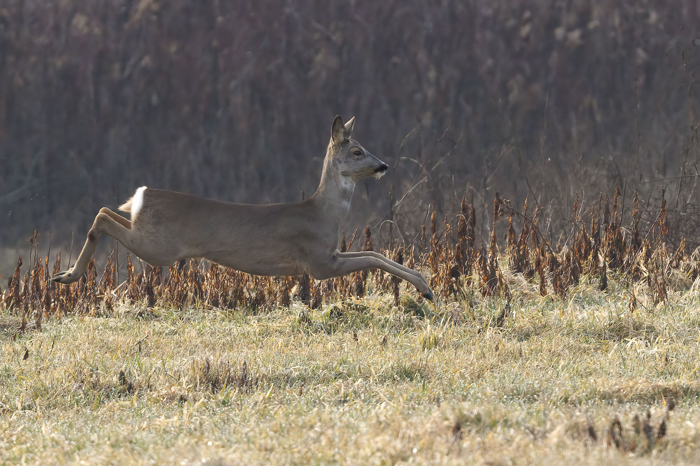 The jump of the roe deer...