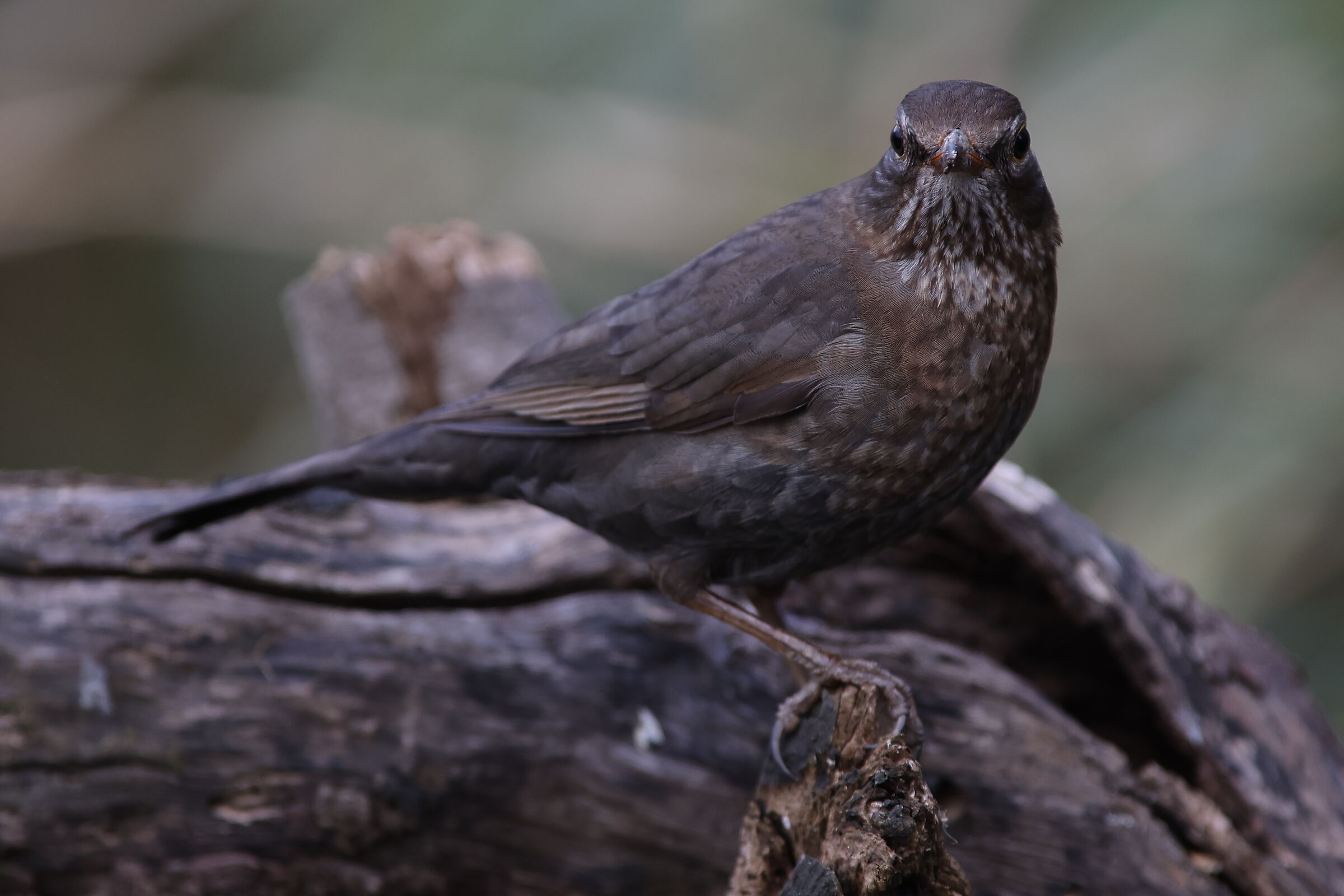 Female blackbird...