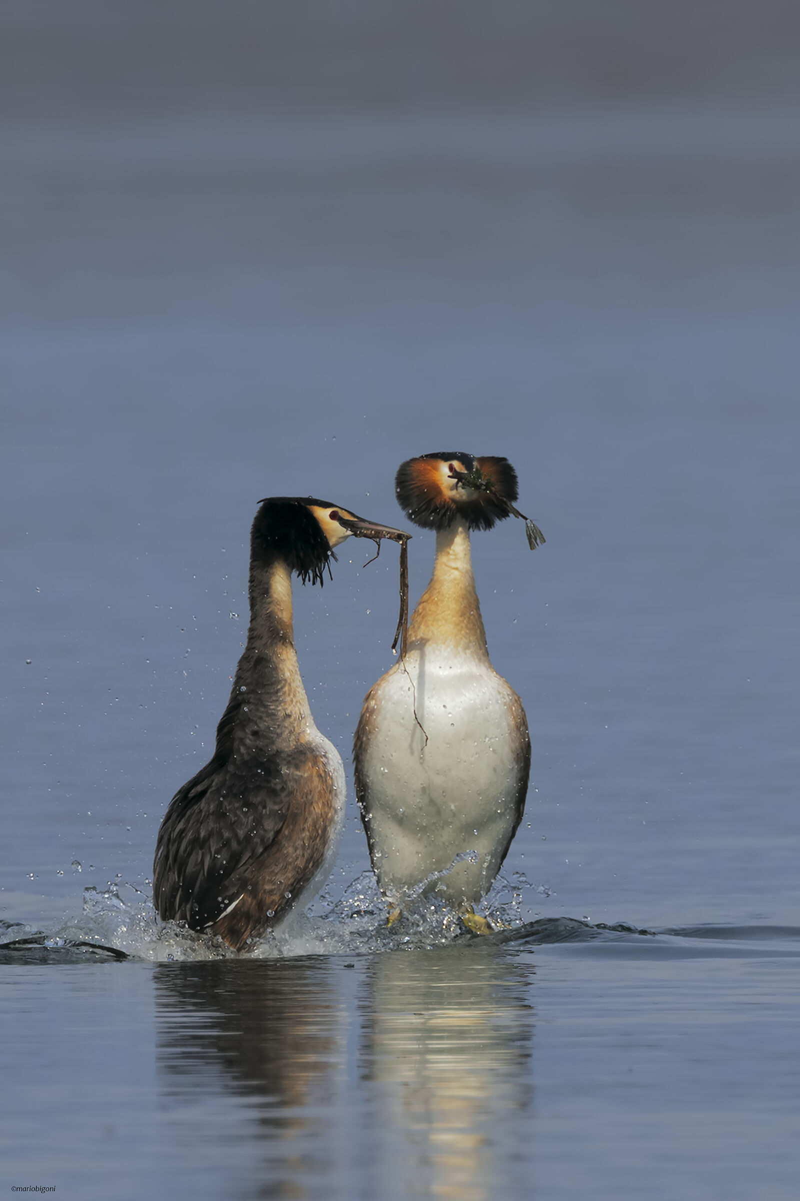 Pair of Great Grebe...