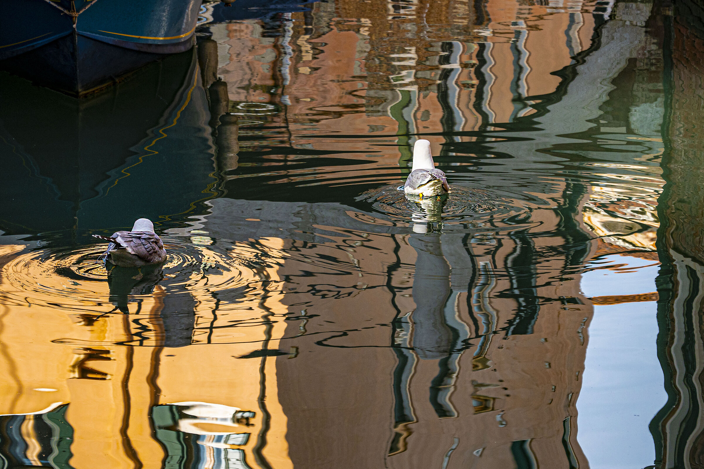 Reflections and seagulls in Venice...