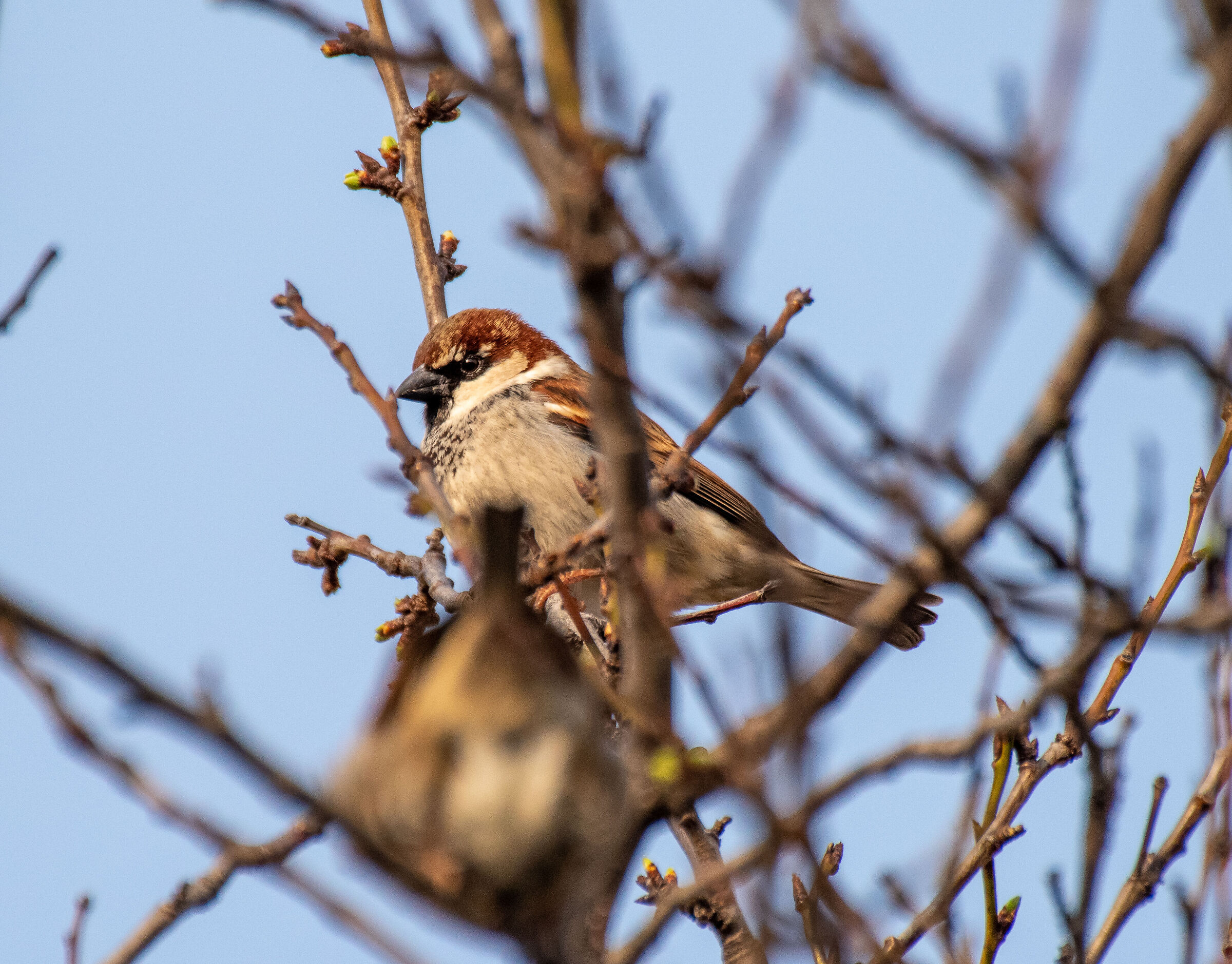 Sparrows in Spring...