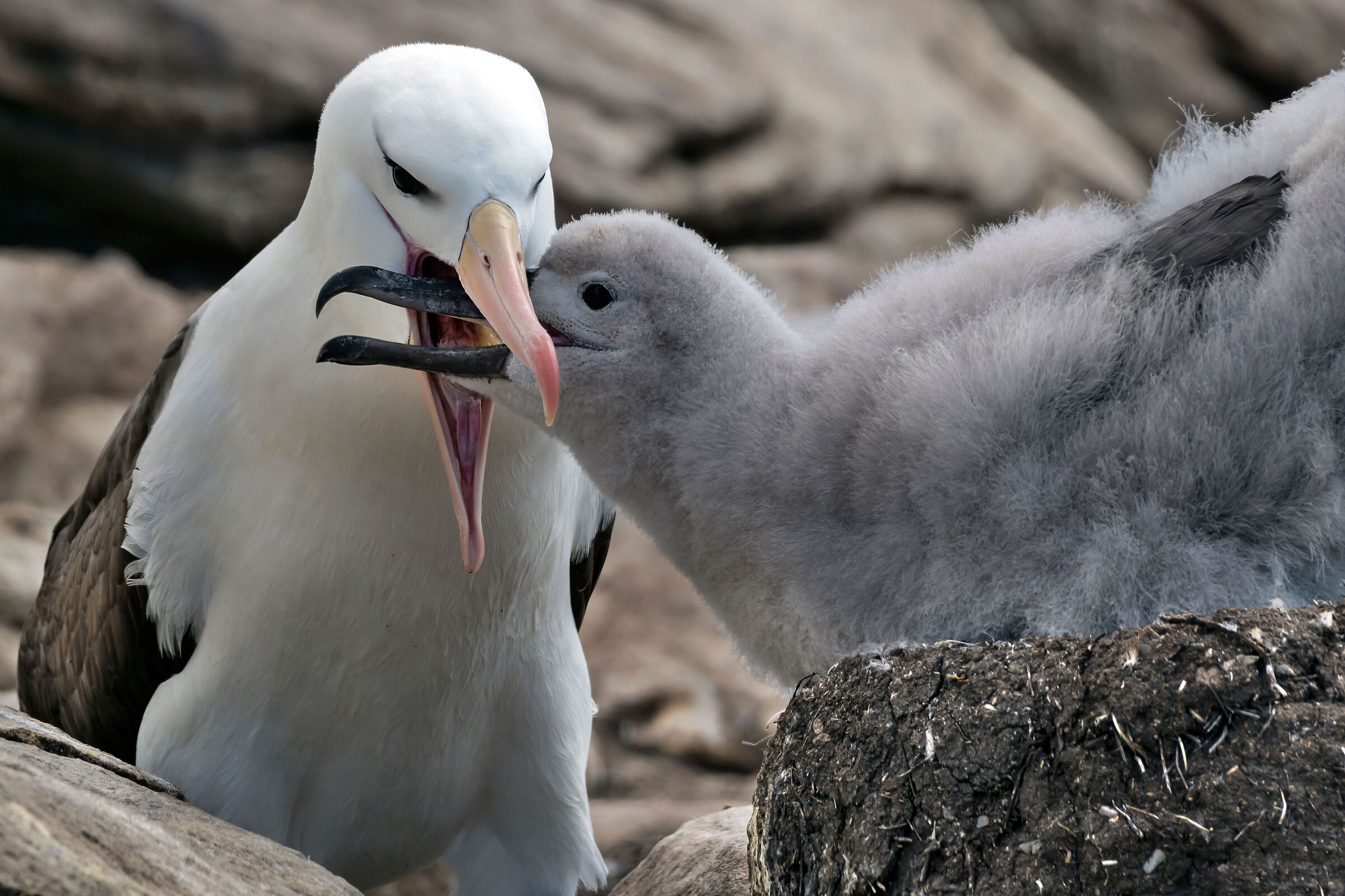 Albatrosses...