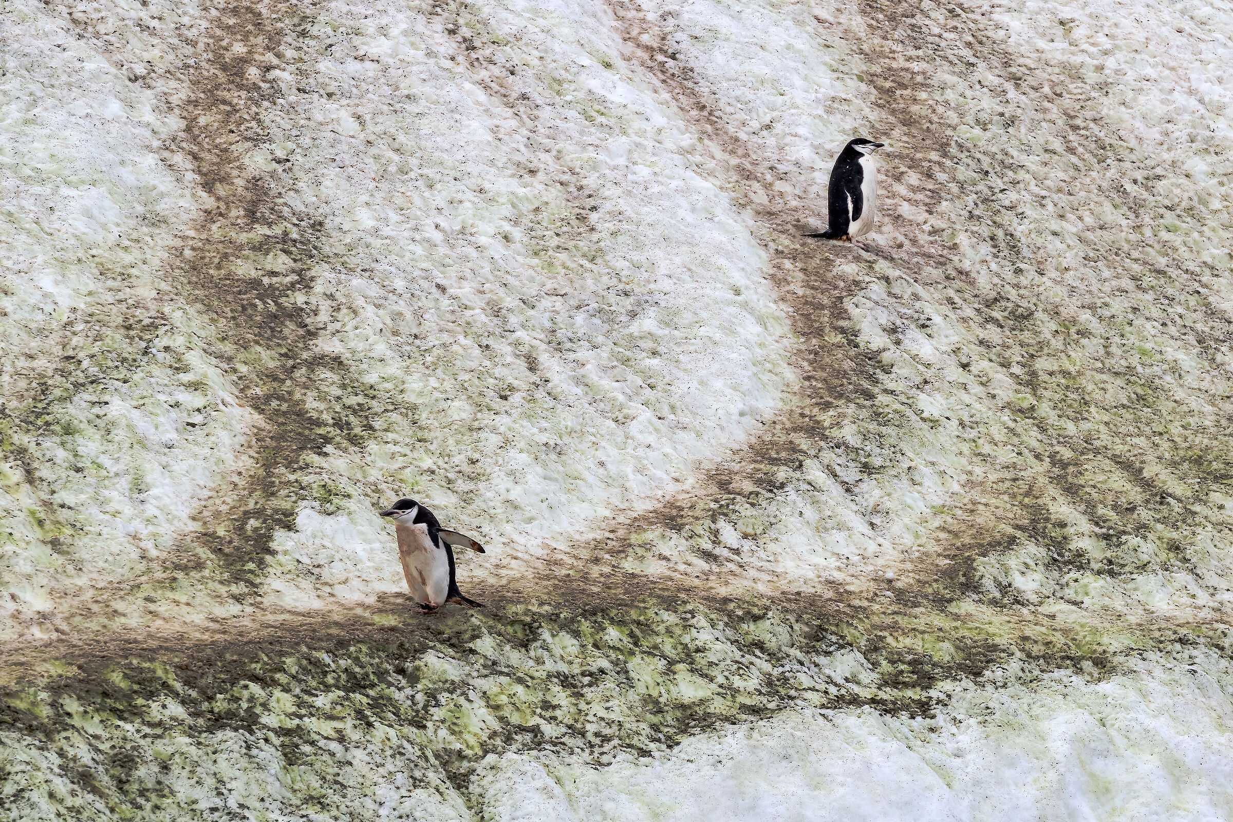 Set penguins...
