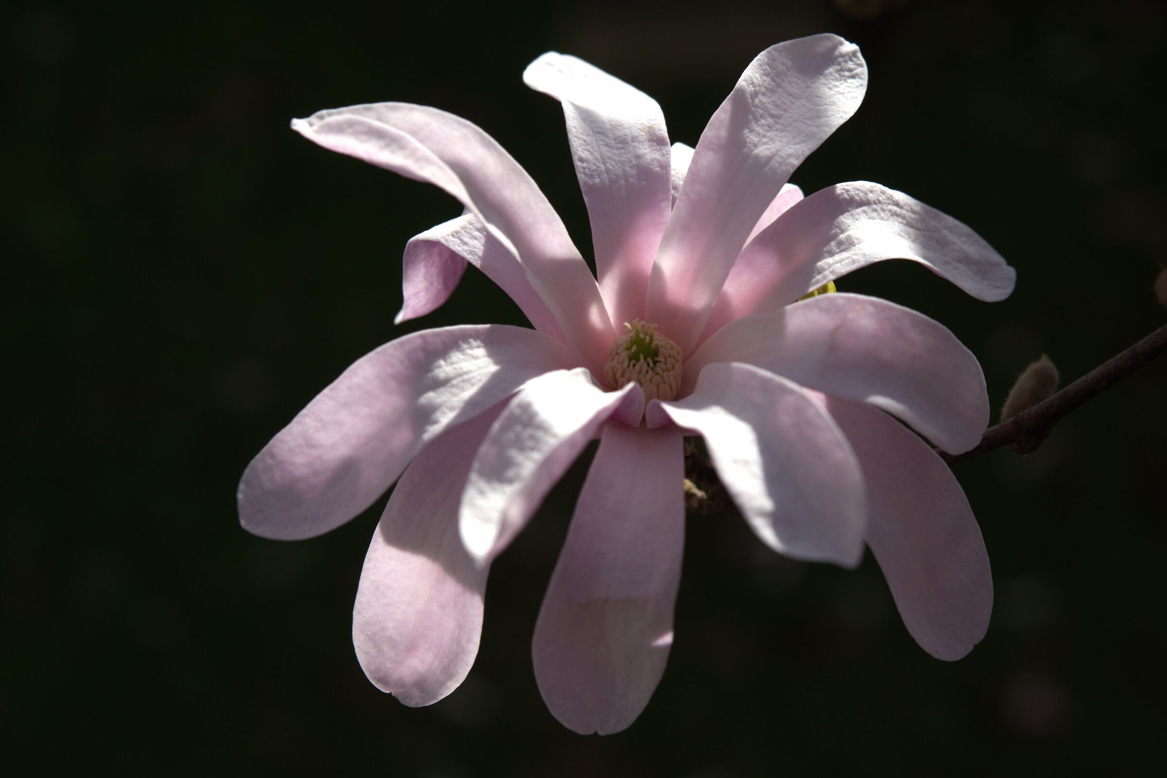 magnolia stellata...