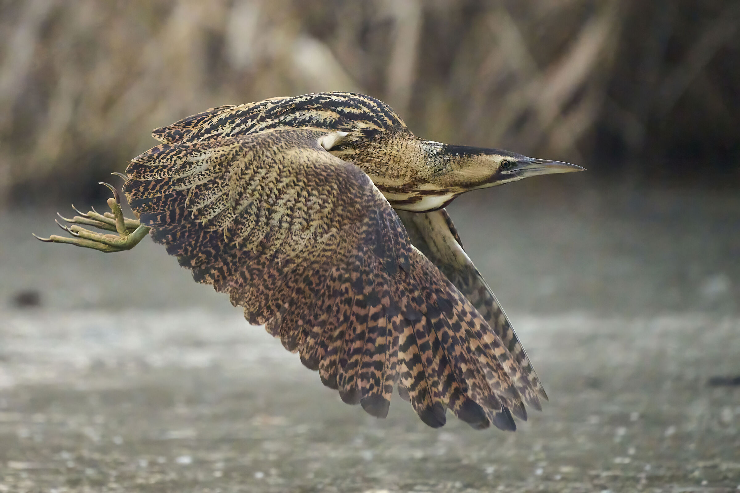 Bittern at ISO 25600...