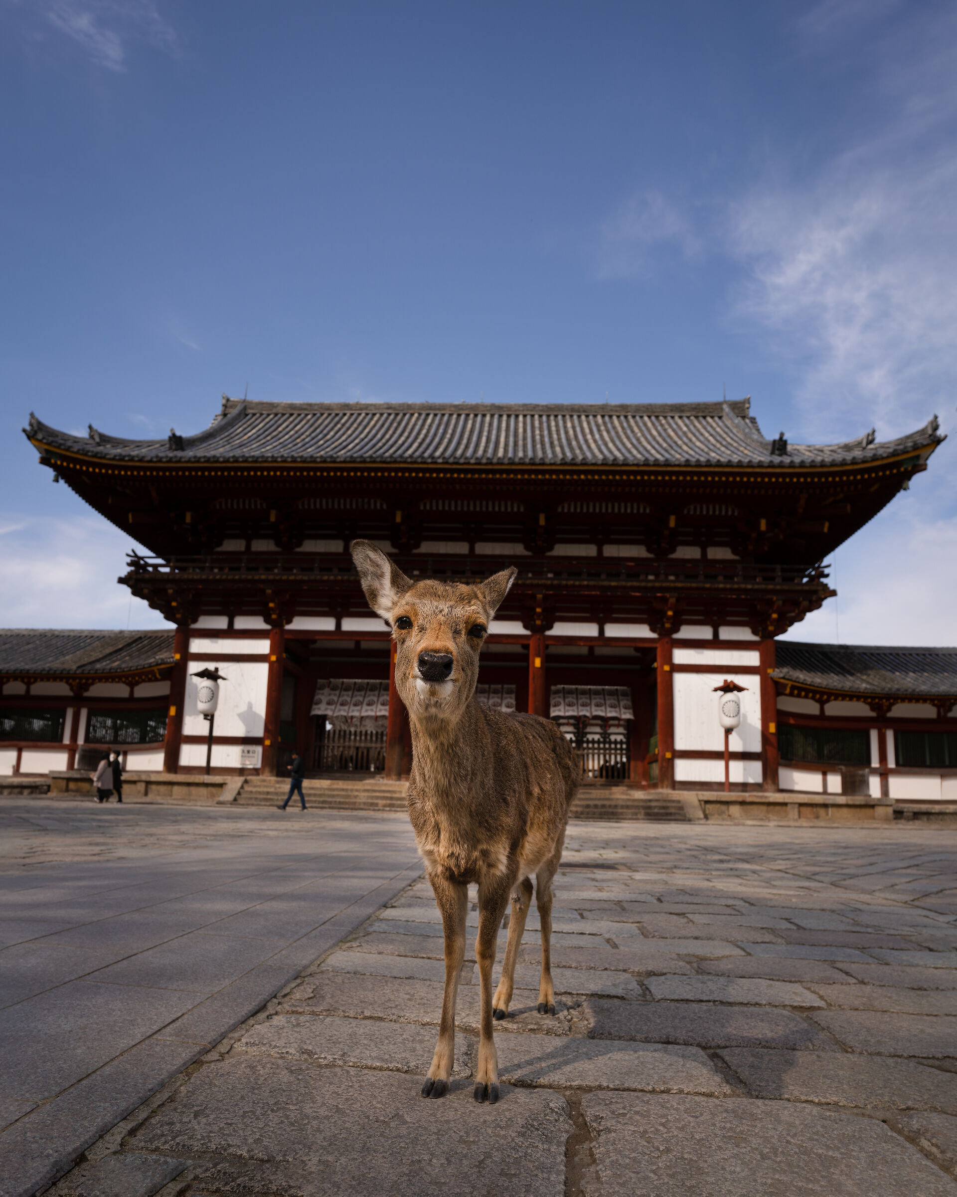 Cervo di Nara sorridente...