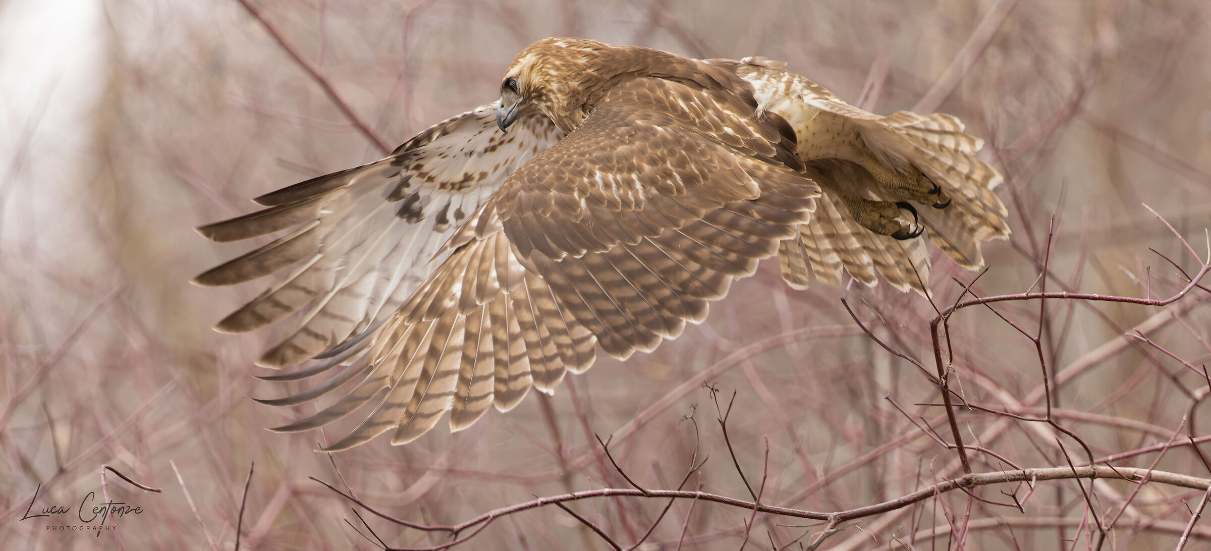 Young Red-tailed Hawk...