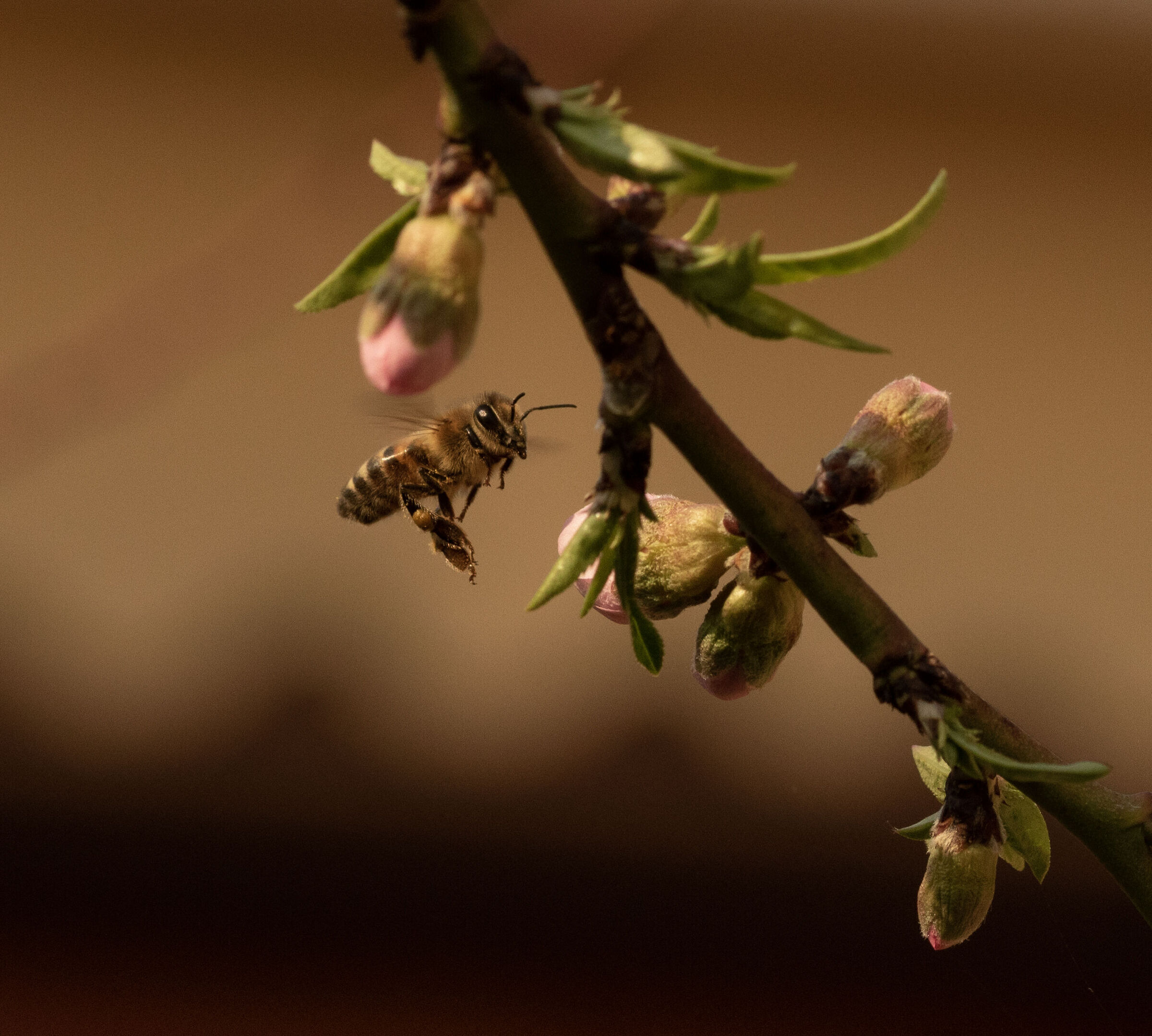 Bee flying among peach blossoms 20/03/2023...