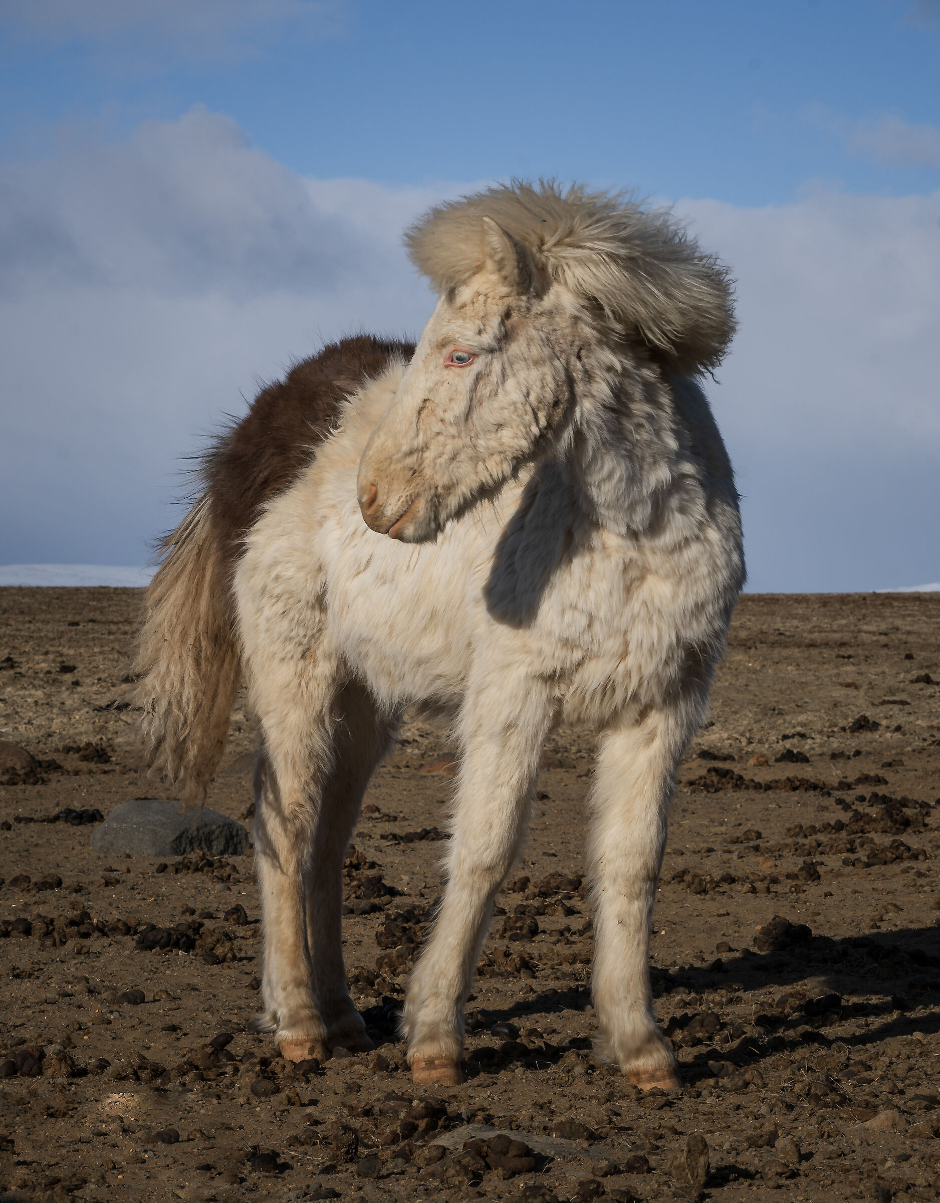 Cavallo islandese...