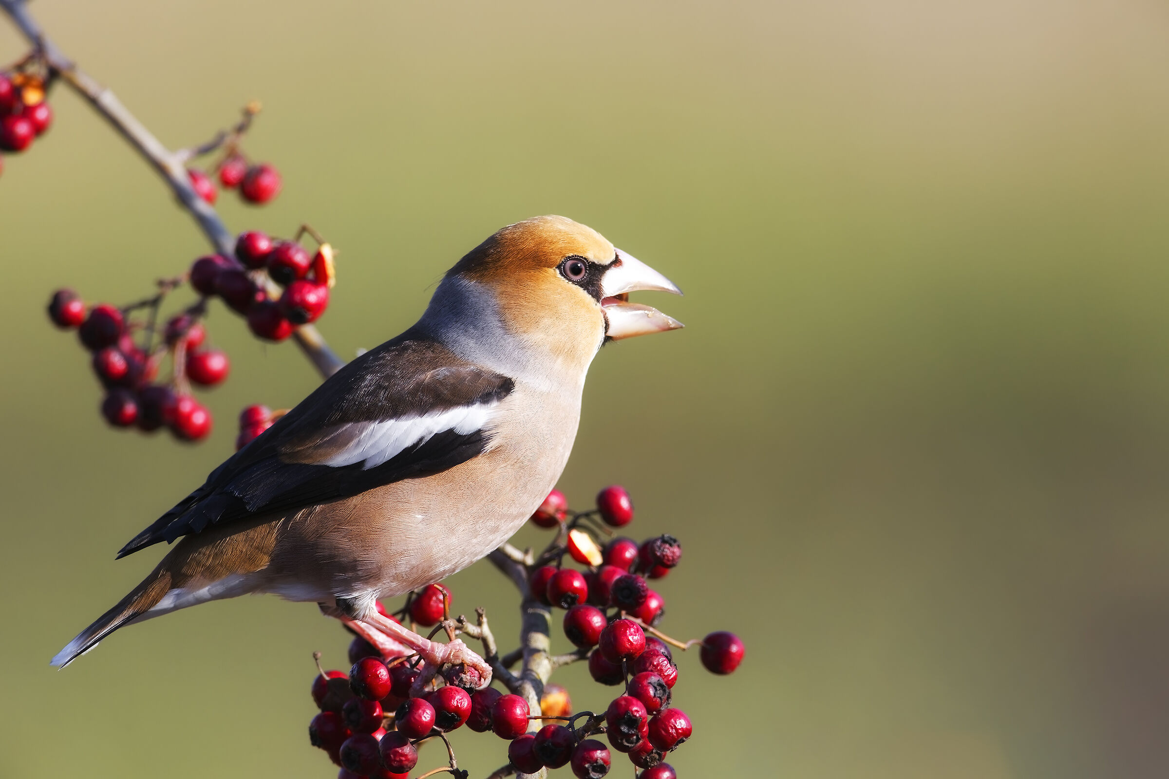 Hawfinch and berries...