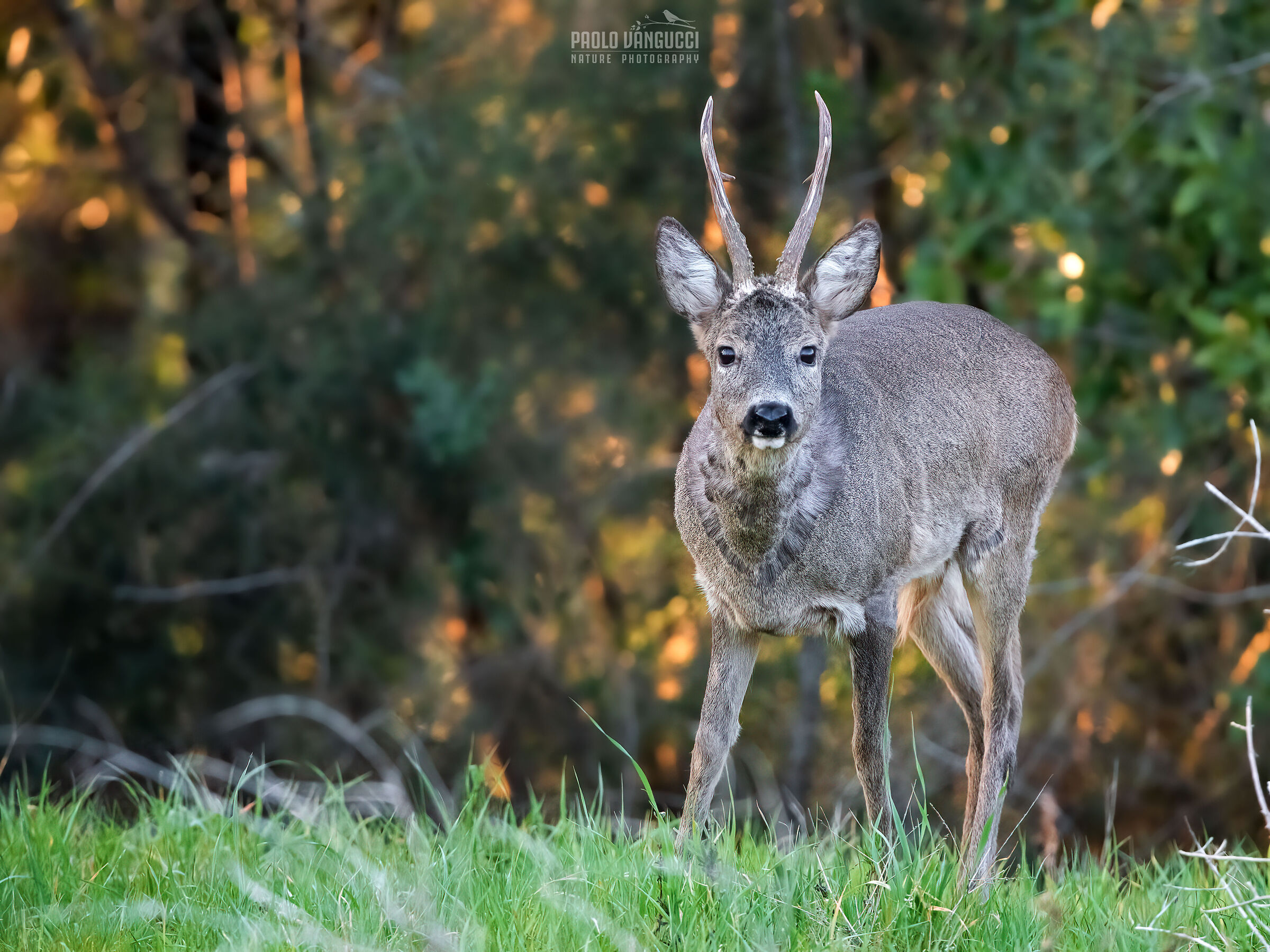 Roe deer m. at the end of March - Start of the molting phase...