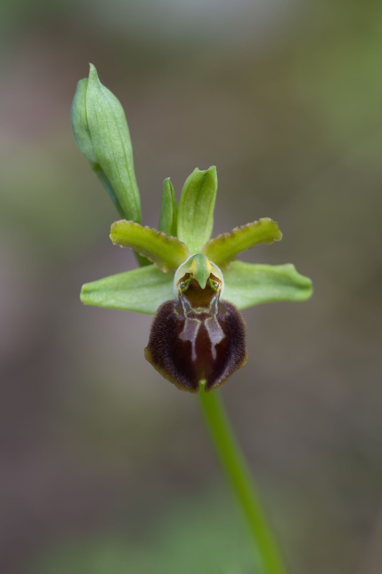 Ophrys sphegodes subsp. classica...