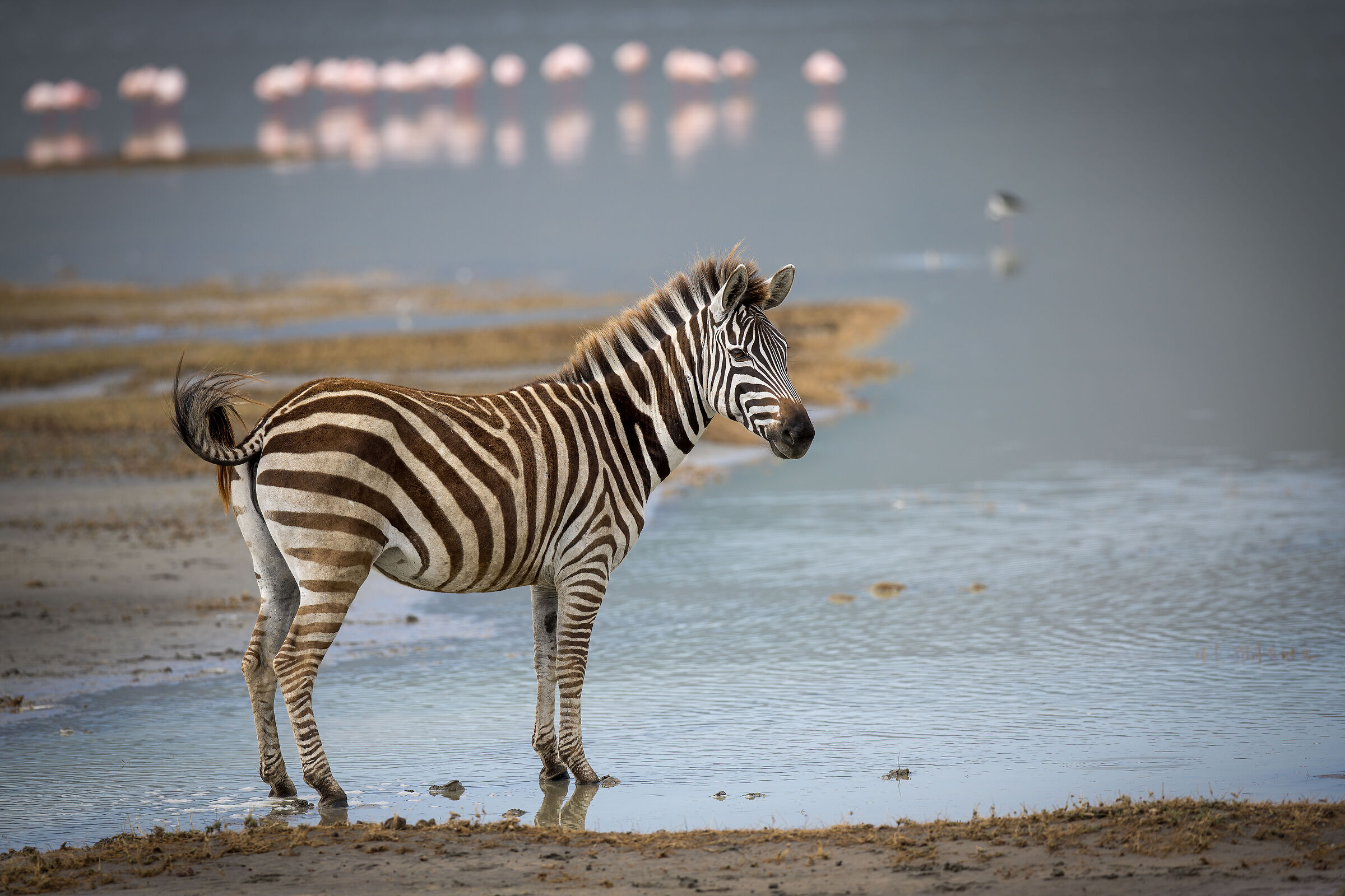 Zebra - Tanzania, Ngorongoro Conservation Area...
