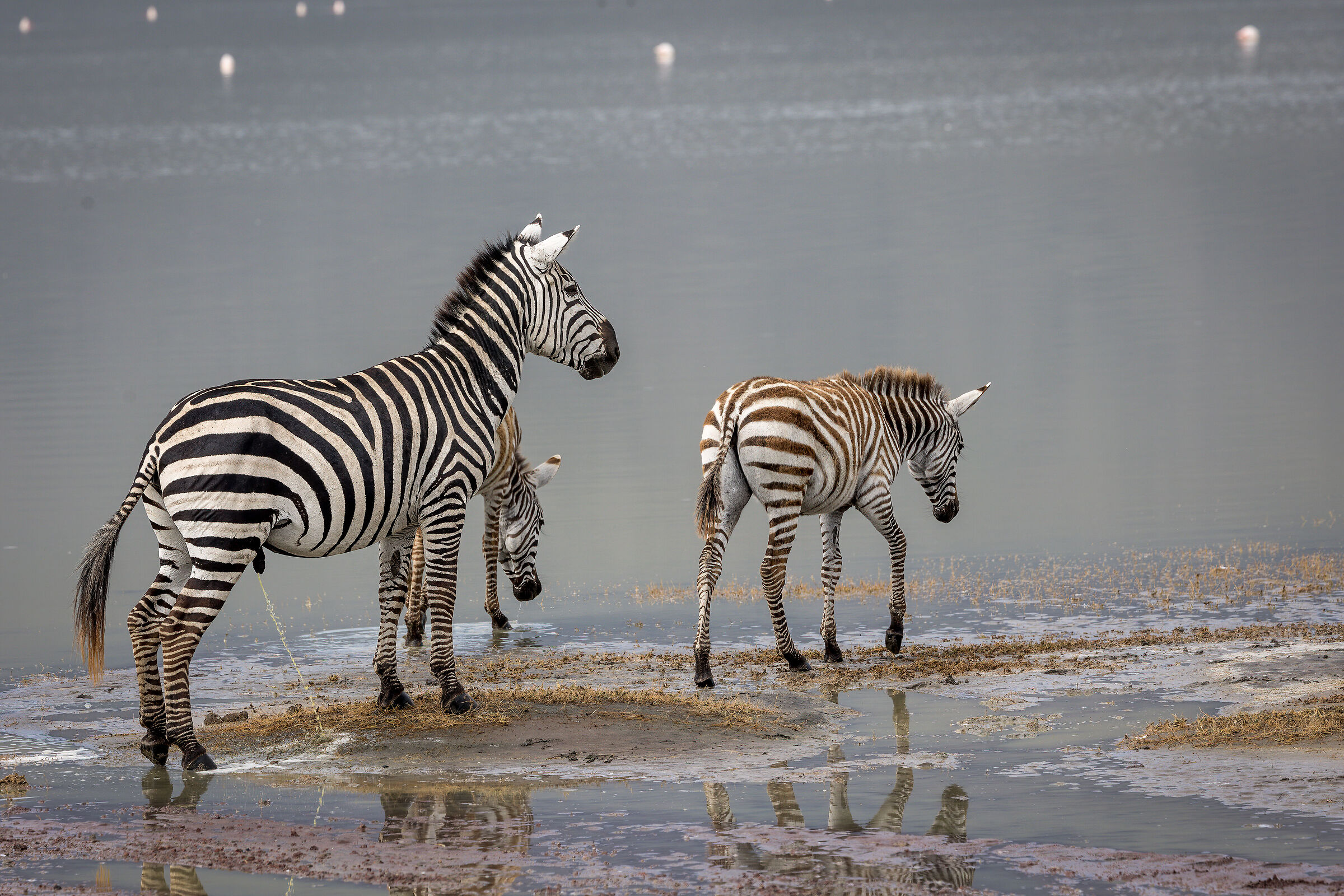 Zebra - Tanzania, Ngorongoro Conservation Area...