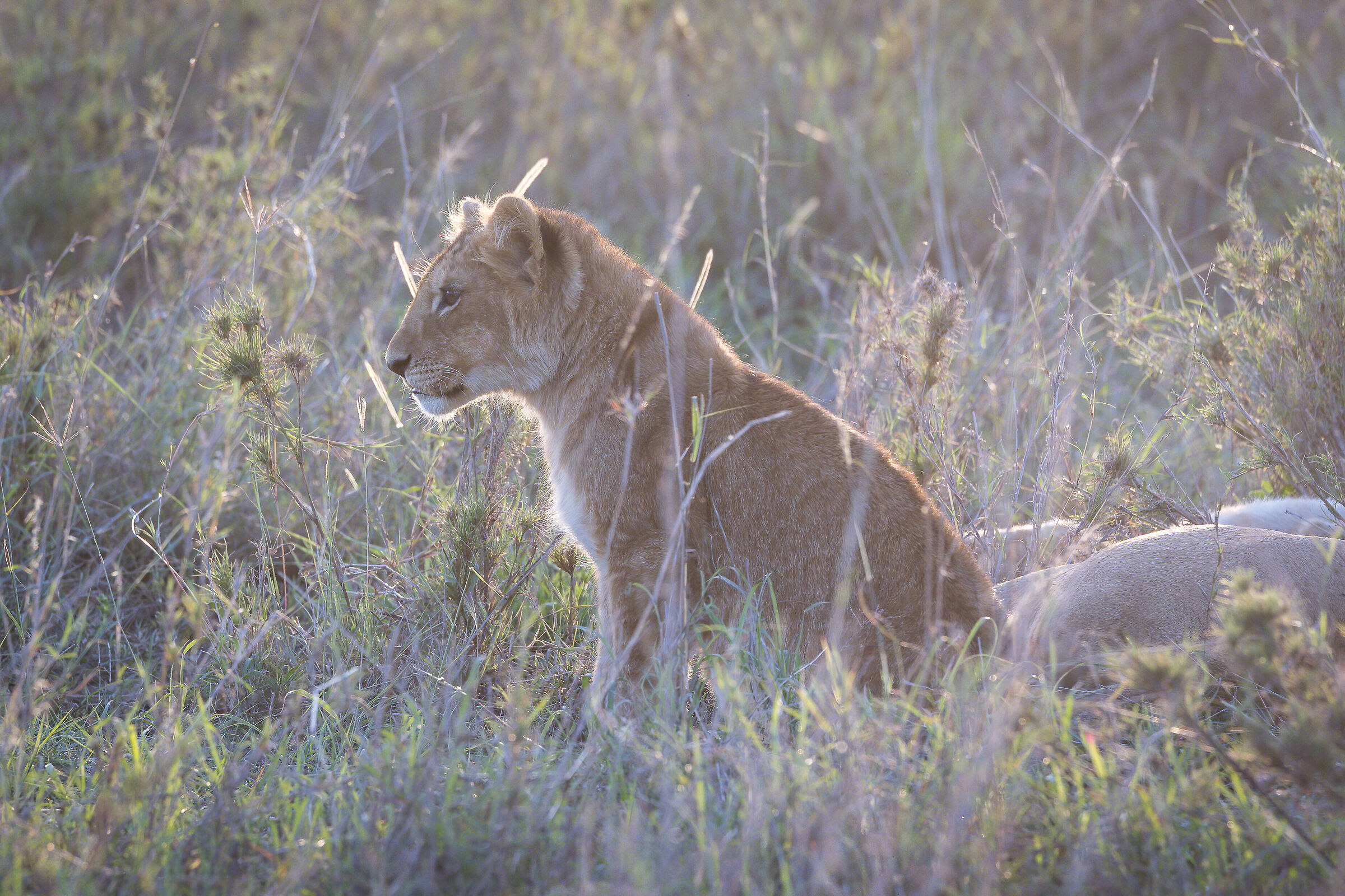 Lion cub - Tanzania, Tarangire N...