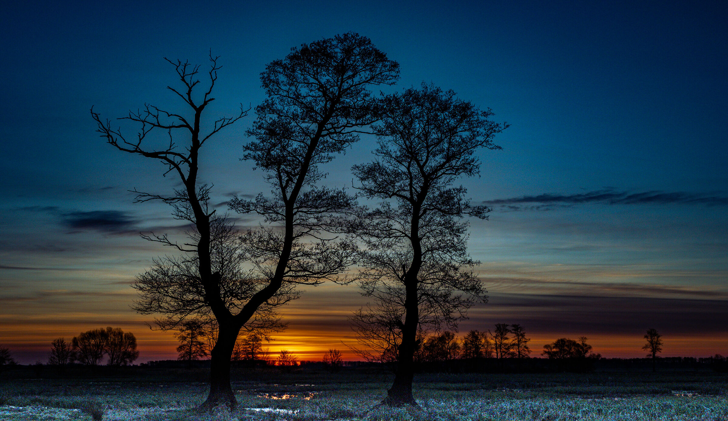 Two trees against the background of the rising sun...