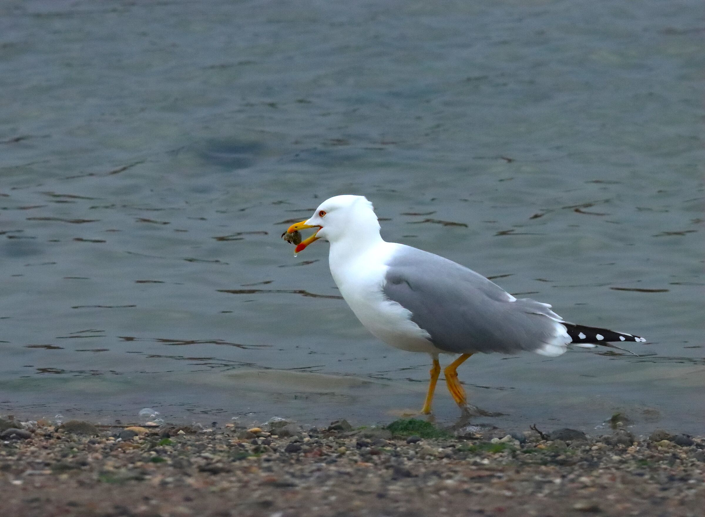 Seagull with prey...